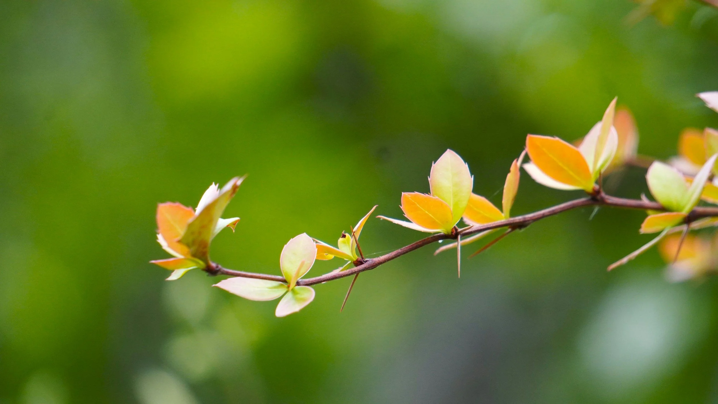Close-up of a slender tree branch with new young leaves in shades of green and yellow, set against a blurred green background.