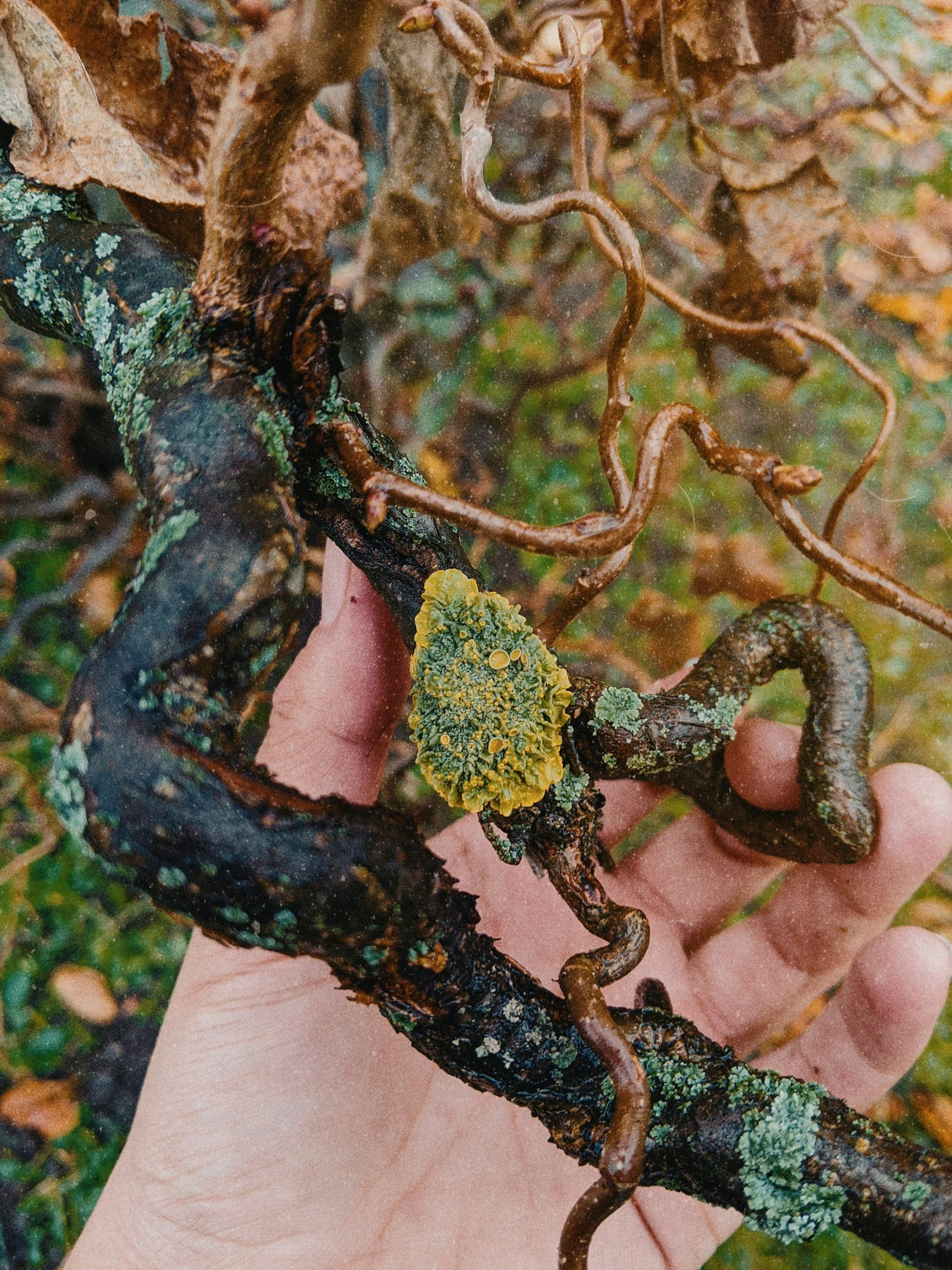 A review of the current evidence for the health benefits derived from forest bathing