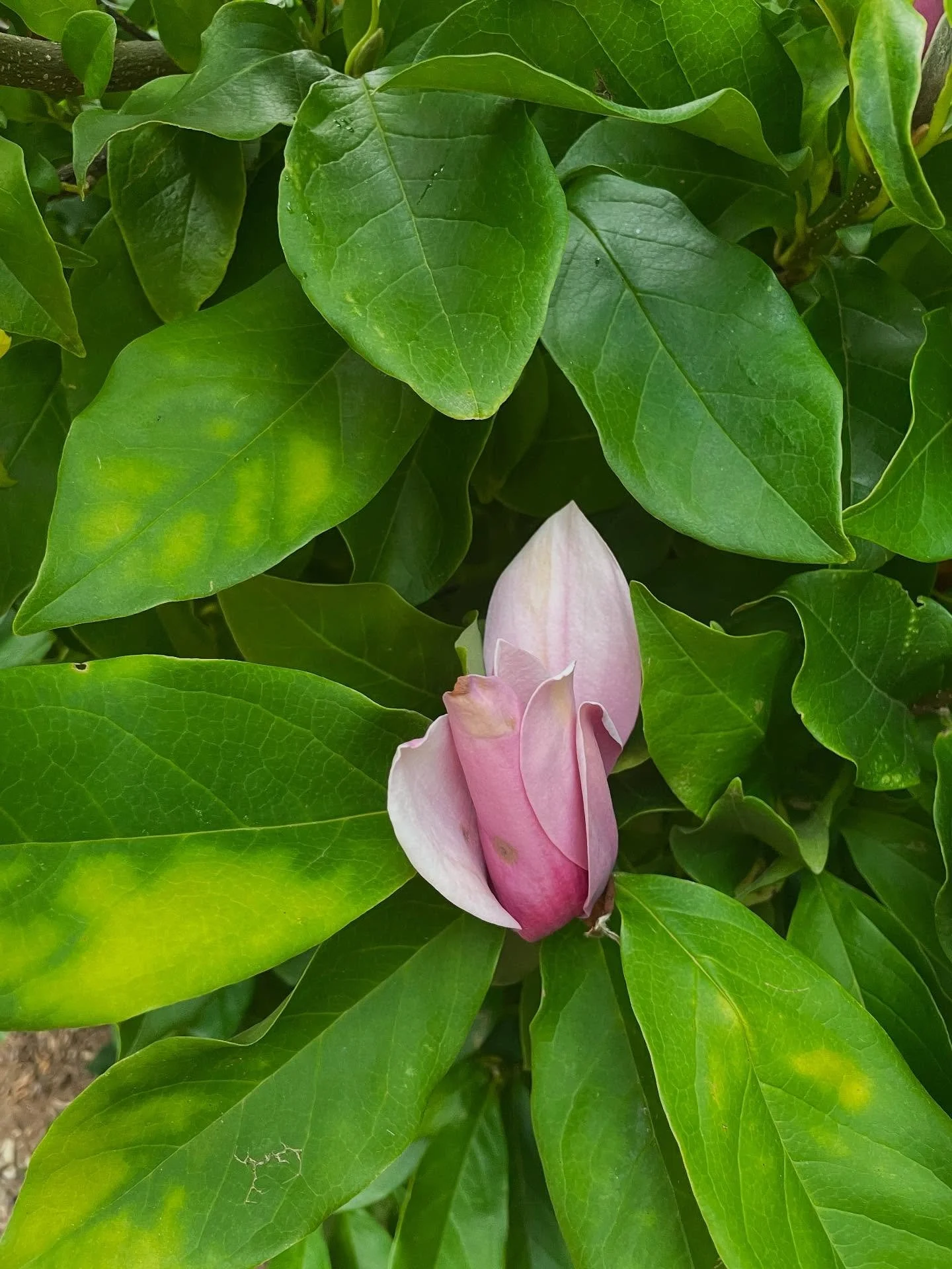 Every detail pure harmony #mindfulness