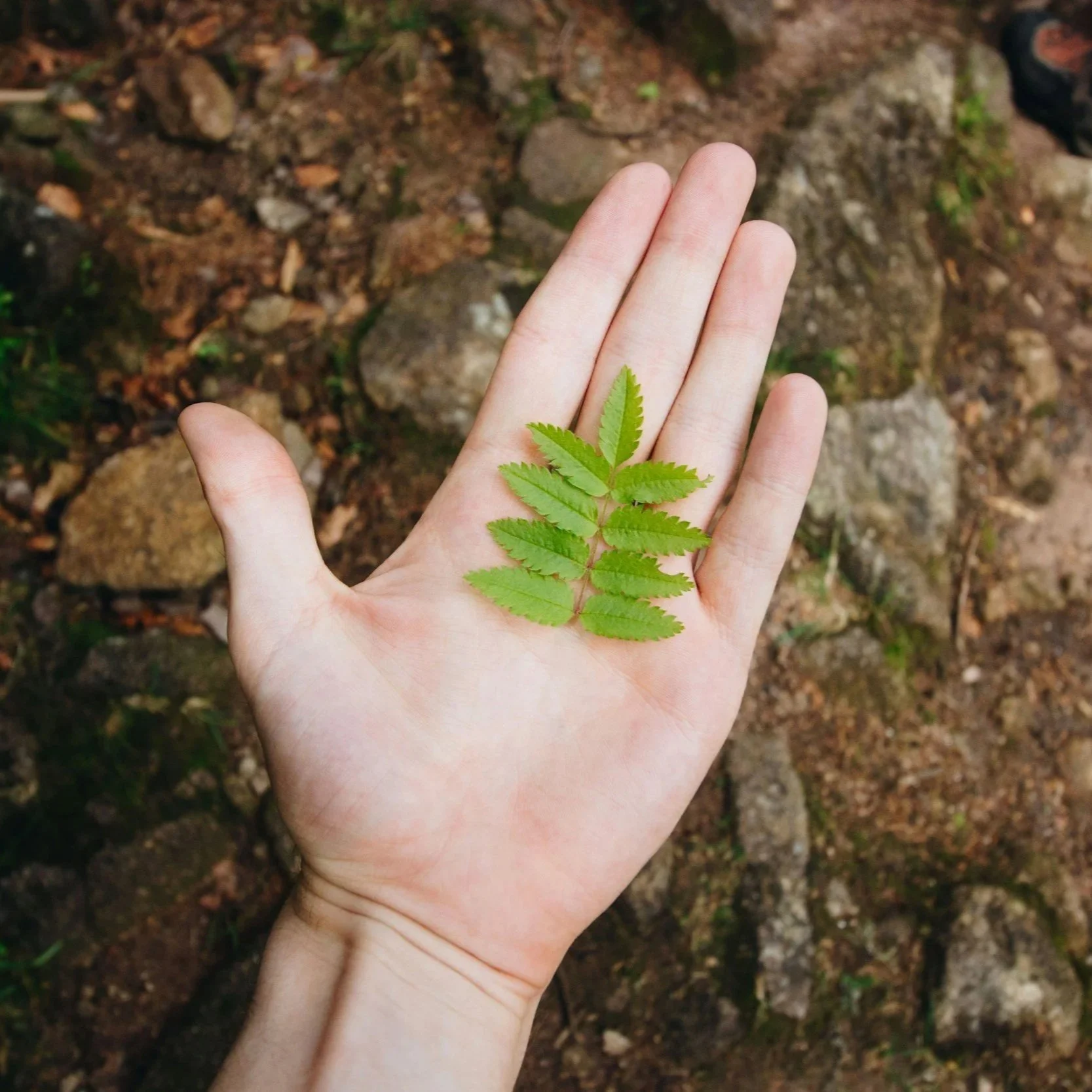 A person's hand holding a green fern leaf with multiple leaflets against a background of soil and small rocks.
