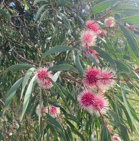 Pink and white bottlebrush flowers on a tree surrounded by green leaves.
