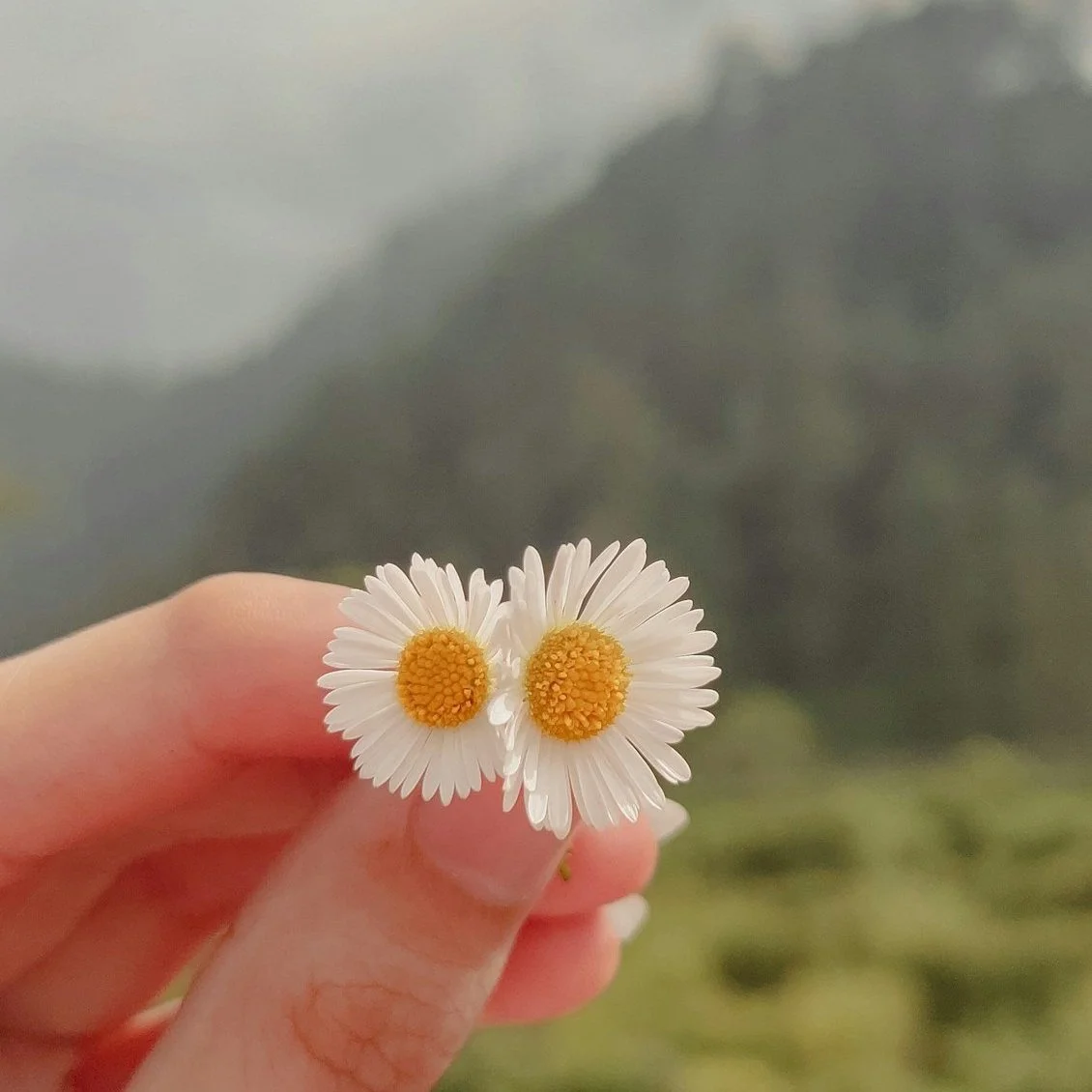 A hand holding two daisy flowers with white petals and yellow centers, with a blurred natural landscape in the background.