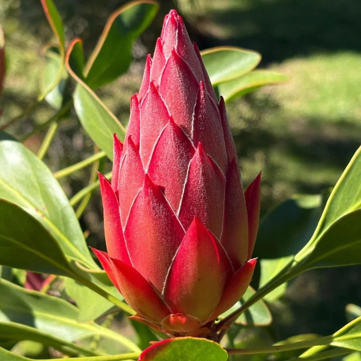 A close-up of a pink protea flower bud surrounded by green leaves.