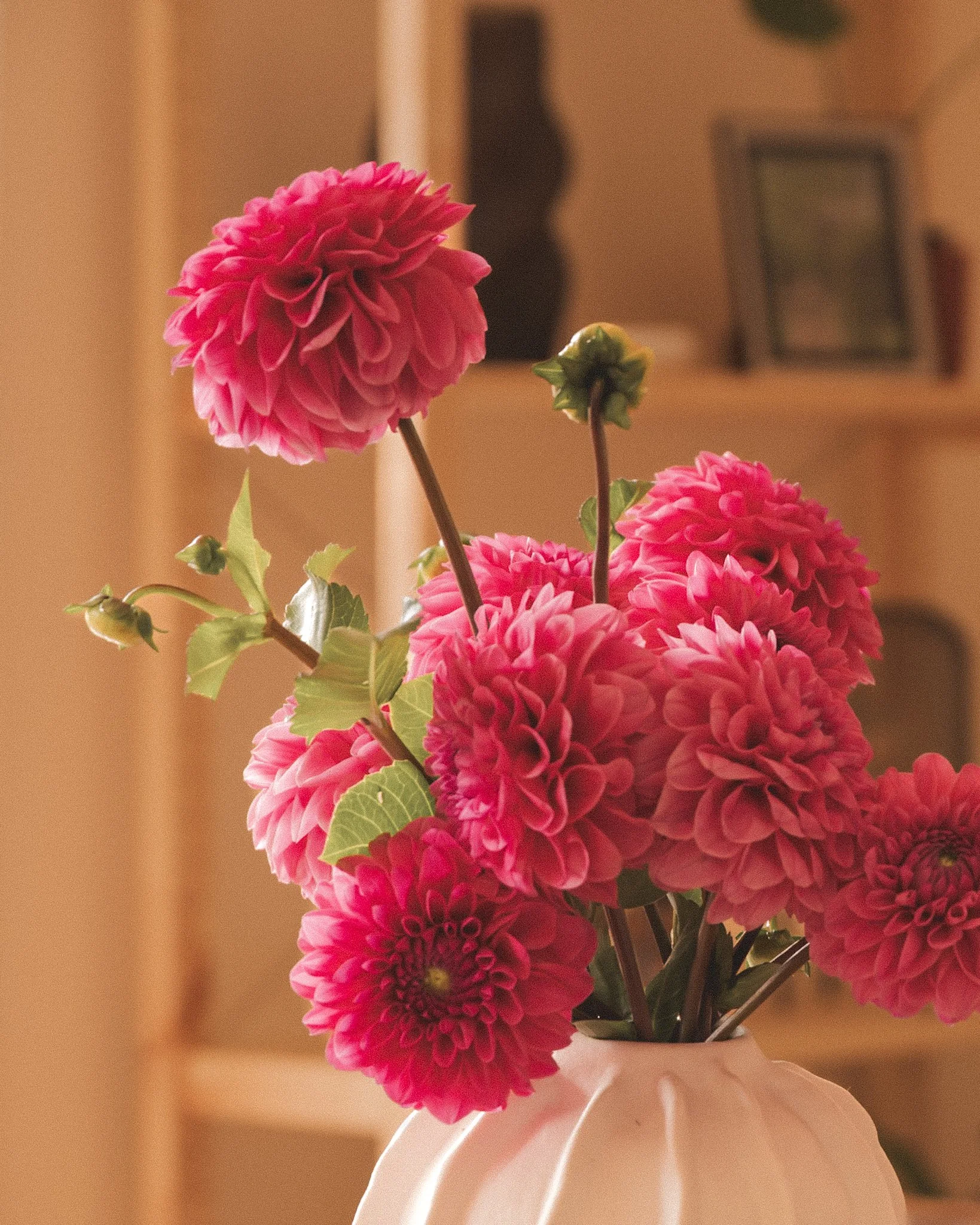 Pink dahlia flowers in a white vase on a table.