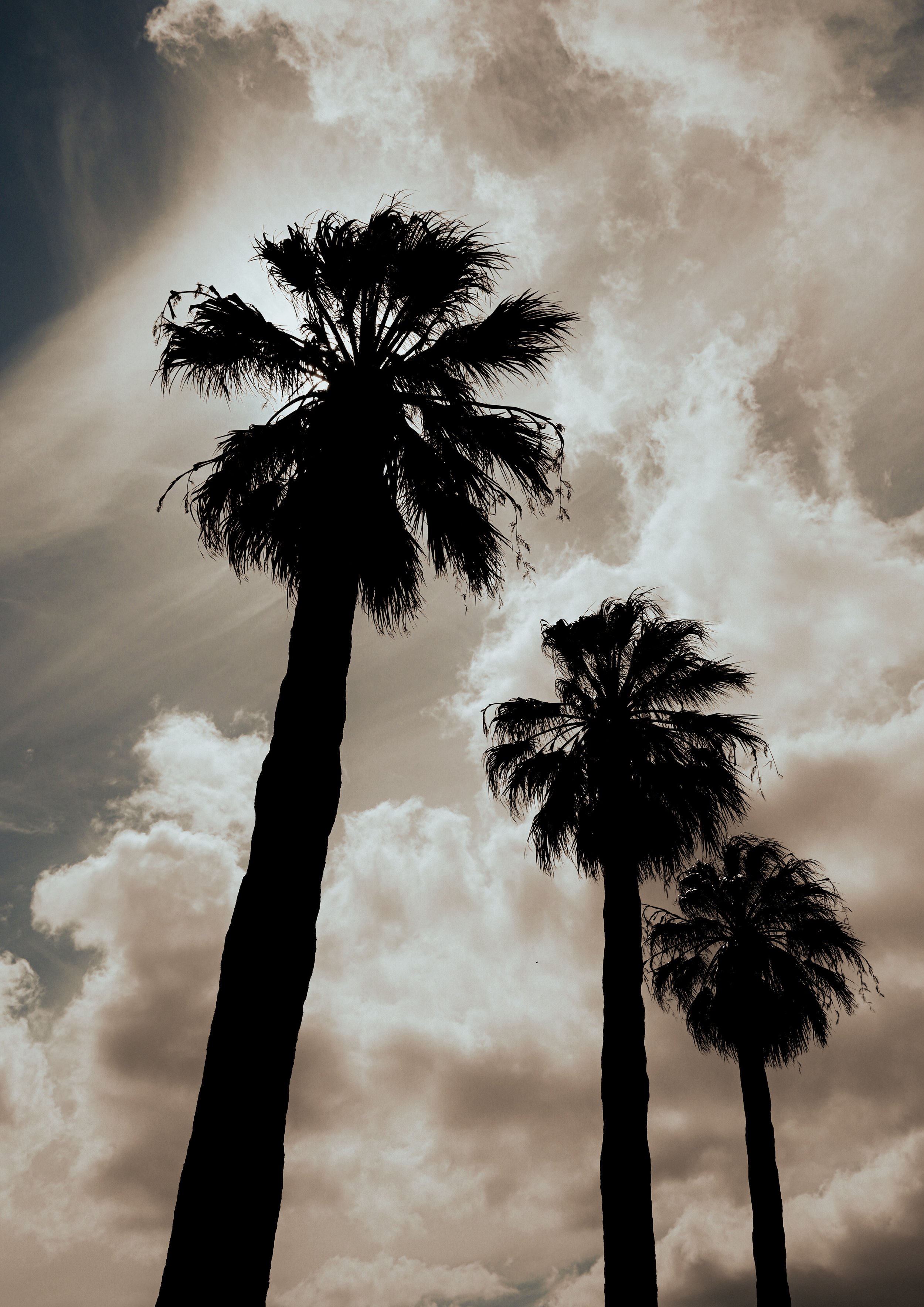 3PALMS.jpg