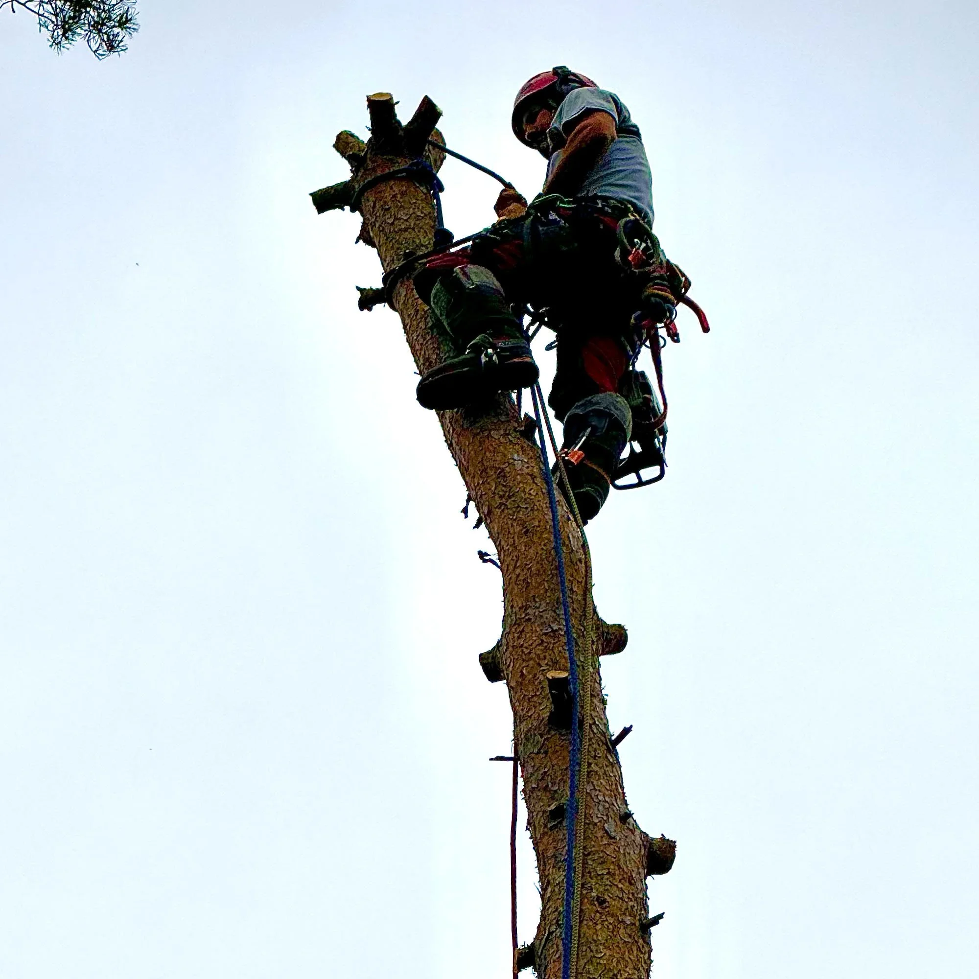 A person wearing safety gear, including a helmet and harness, climbing and working on a tall tree with branches cut off, against a plain sky.