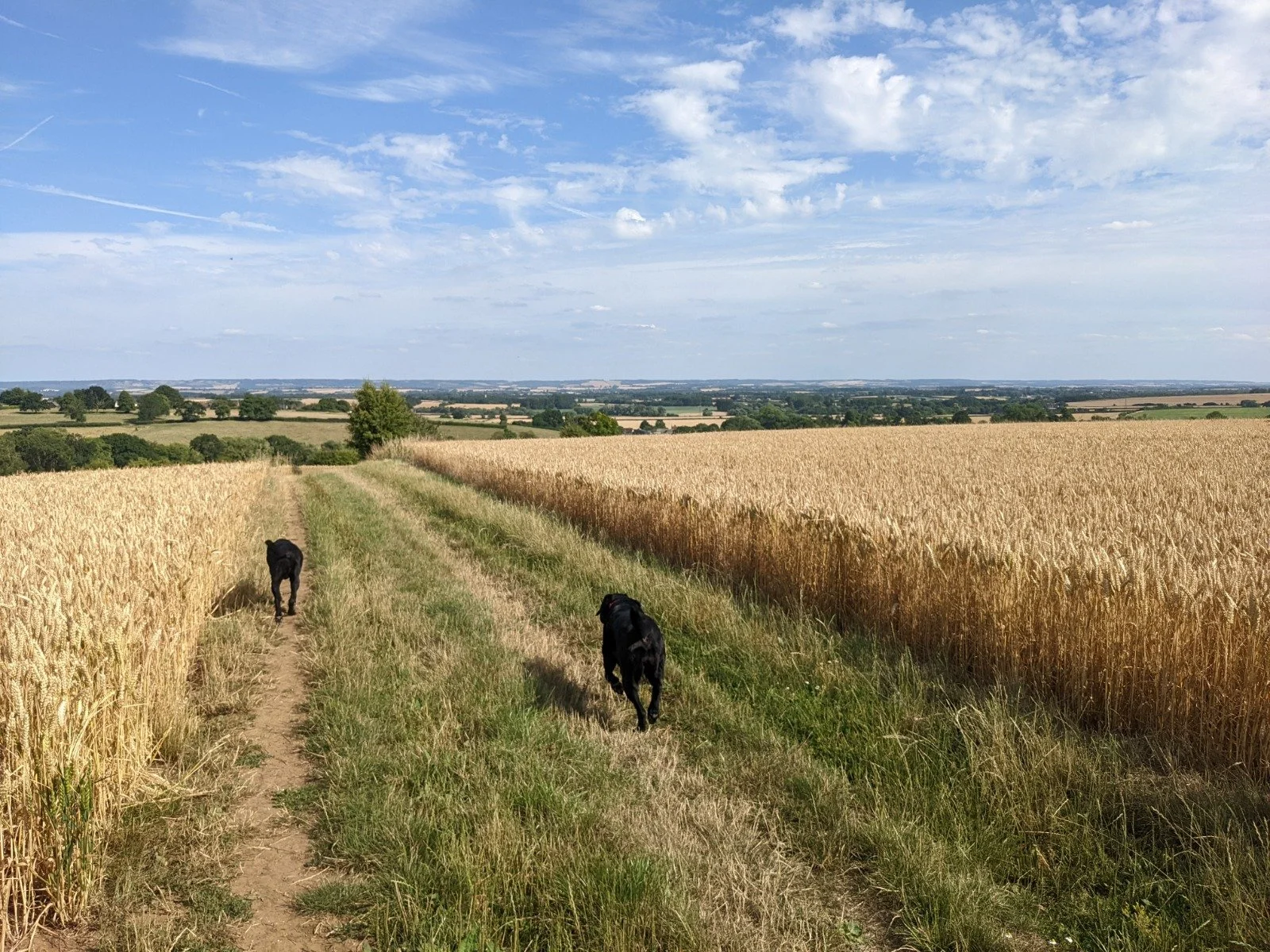 Two black dogs walking along a dirt path through a golden wheat field under a partly cloudy sky.