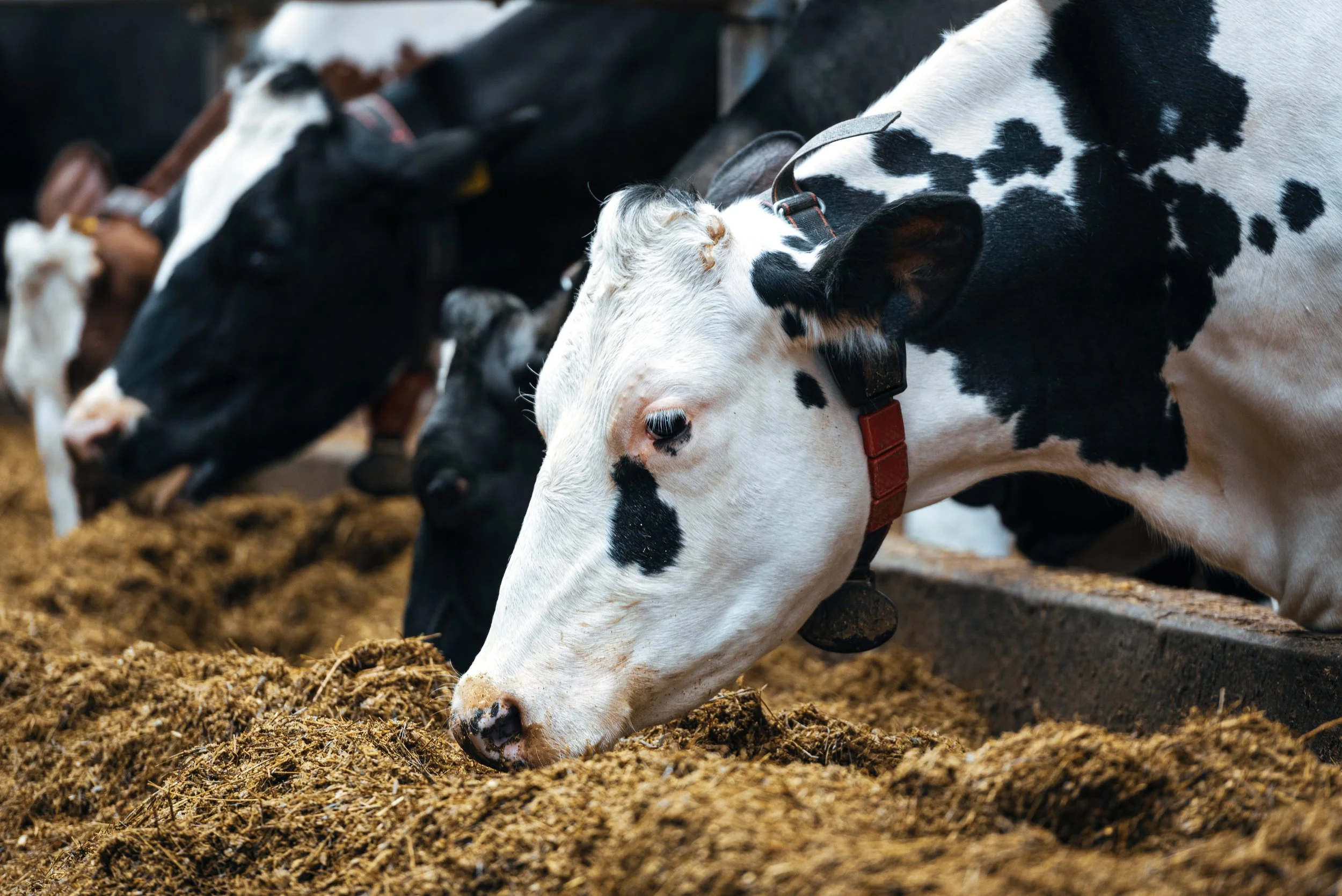 Ringworm, what is it and how to prevent it?