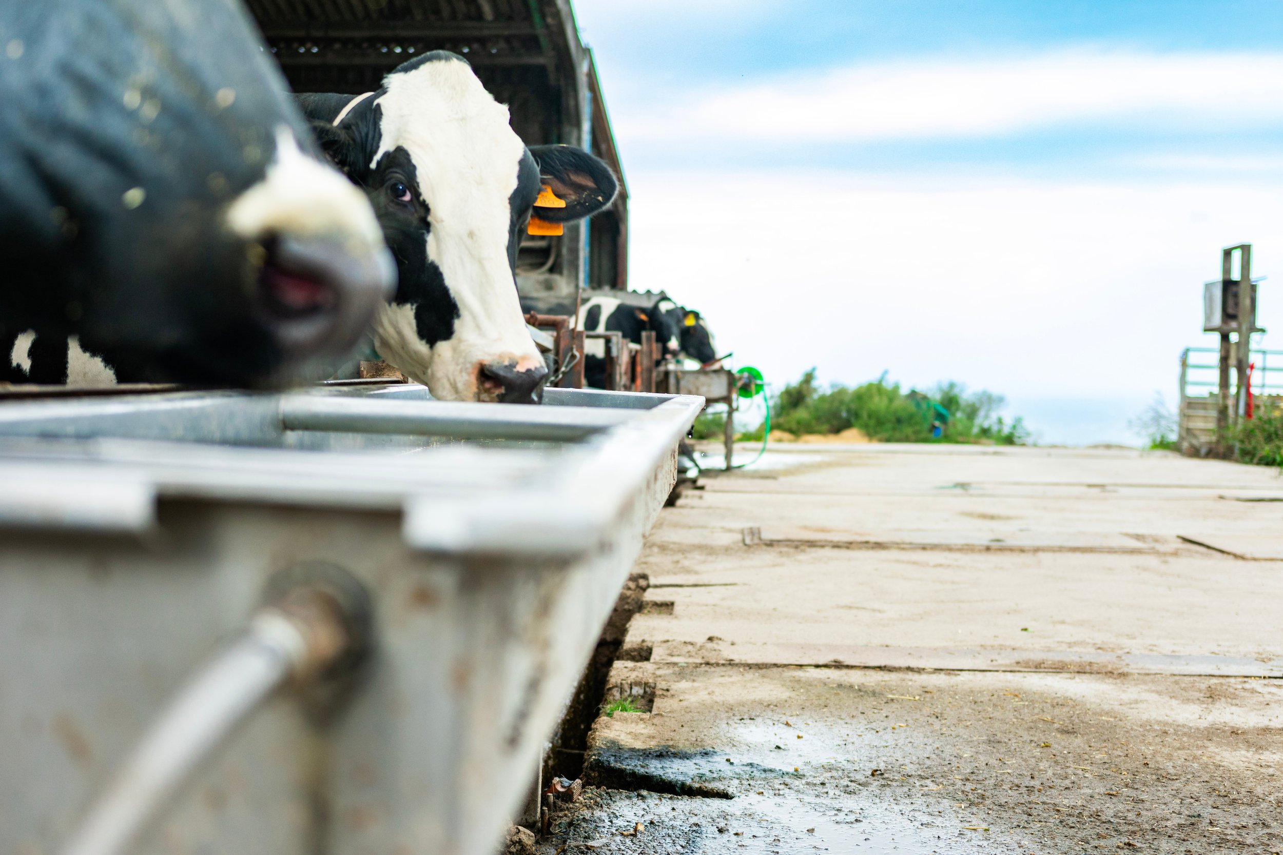 Is water the most overlooked nutrient on a dairy farm?