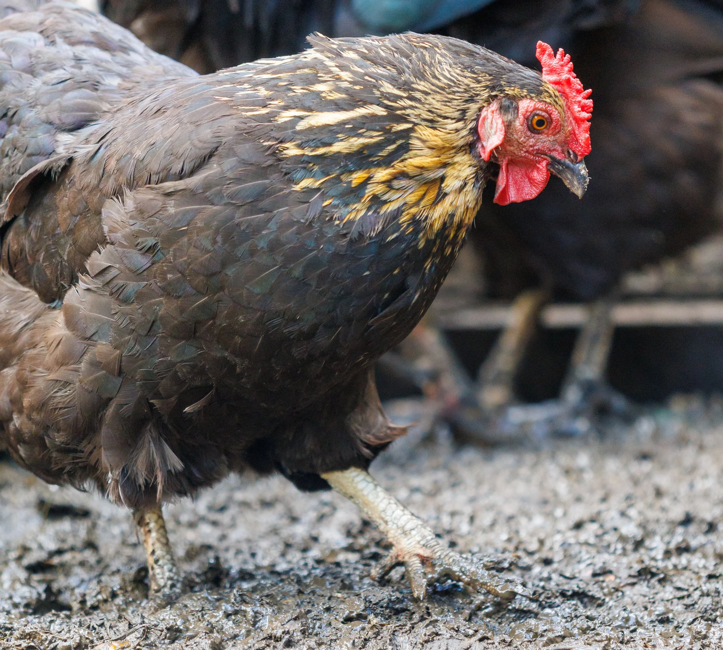 What to do with your chicken poop!