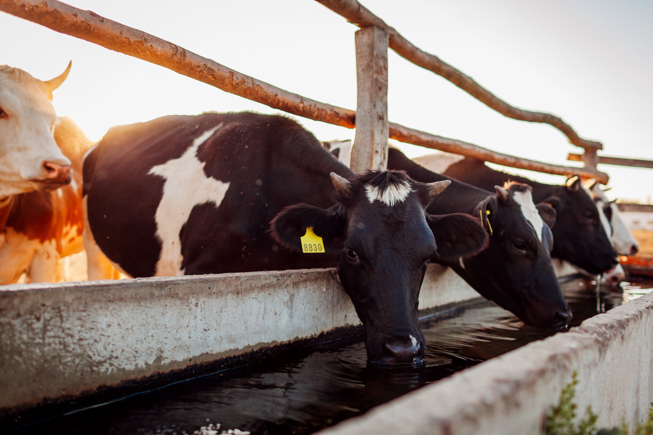 Biofilms in water troughs: What are they and how do they impact Animal Health