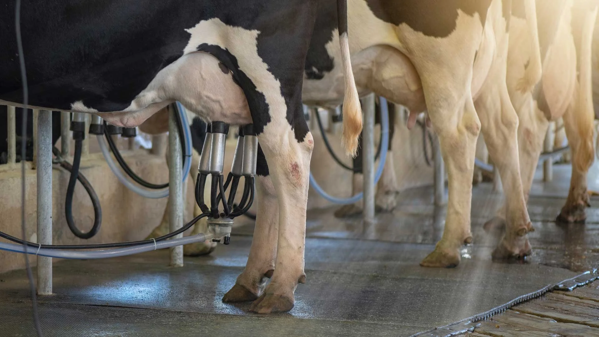 Colostrum In Calves: Early life programming, Gut health &amp; Immunity Explained