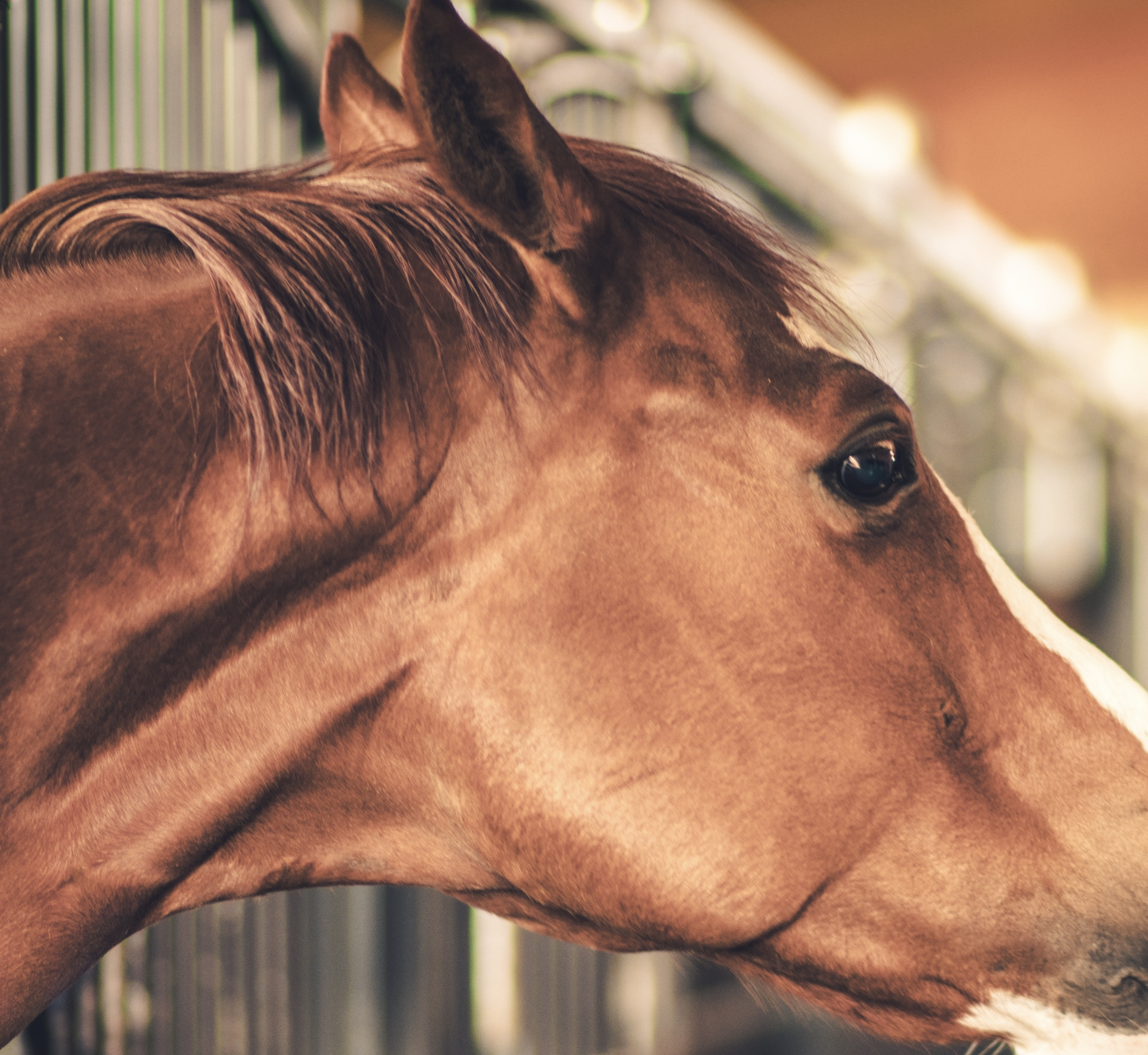 Turning horse manure into nutrient-rich fertiliser with Actiferm