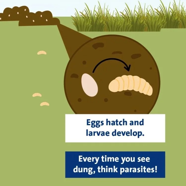 Worm burden in horse manure, risks, life cycle, and practical management