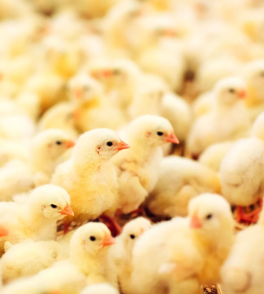 Salmonella outbreak exposes a deeper weakness in poultry systems