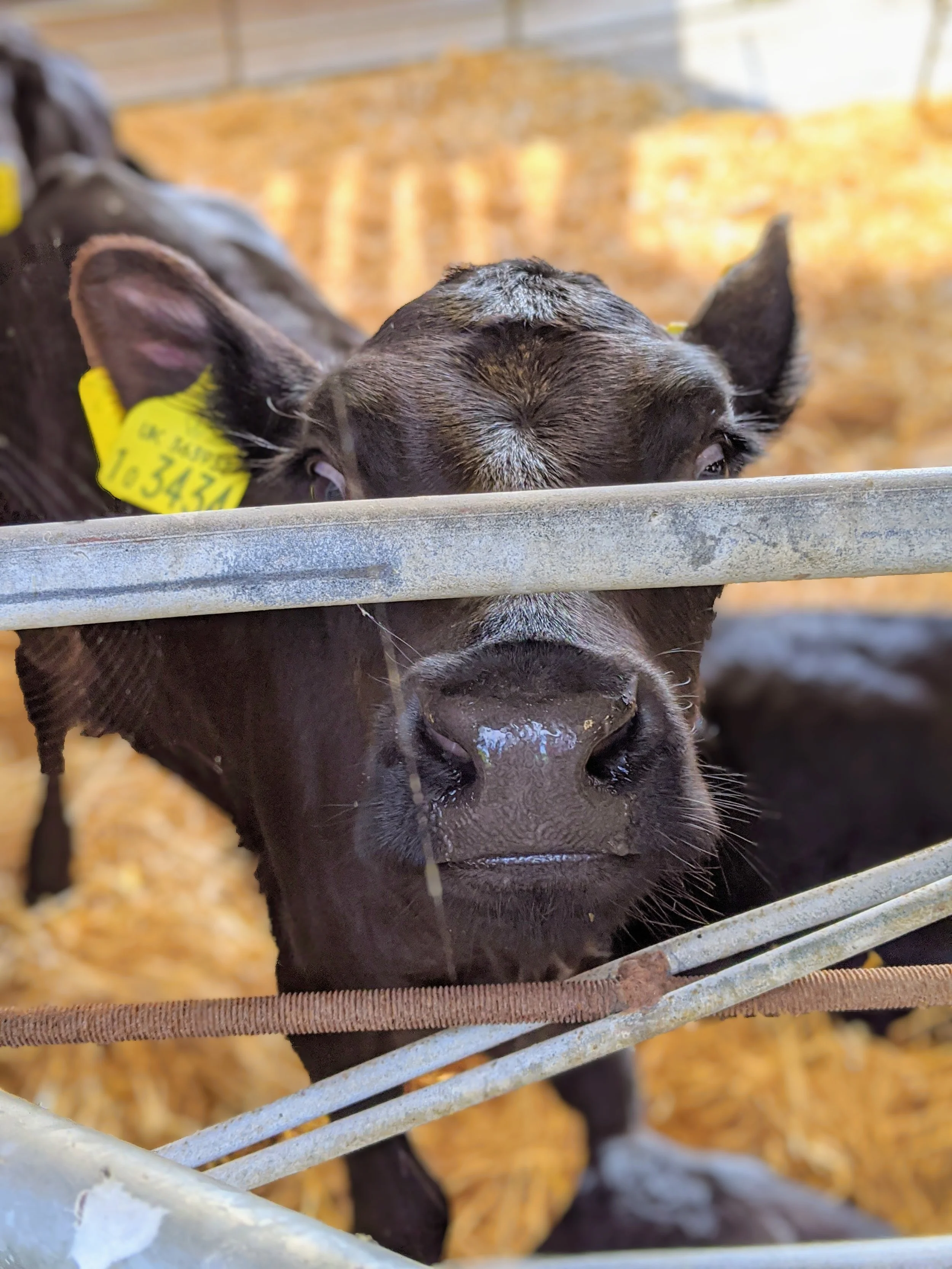 Antimicrobial resistance is quietly reshaping livestock farming