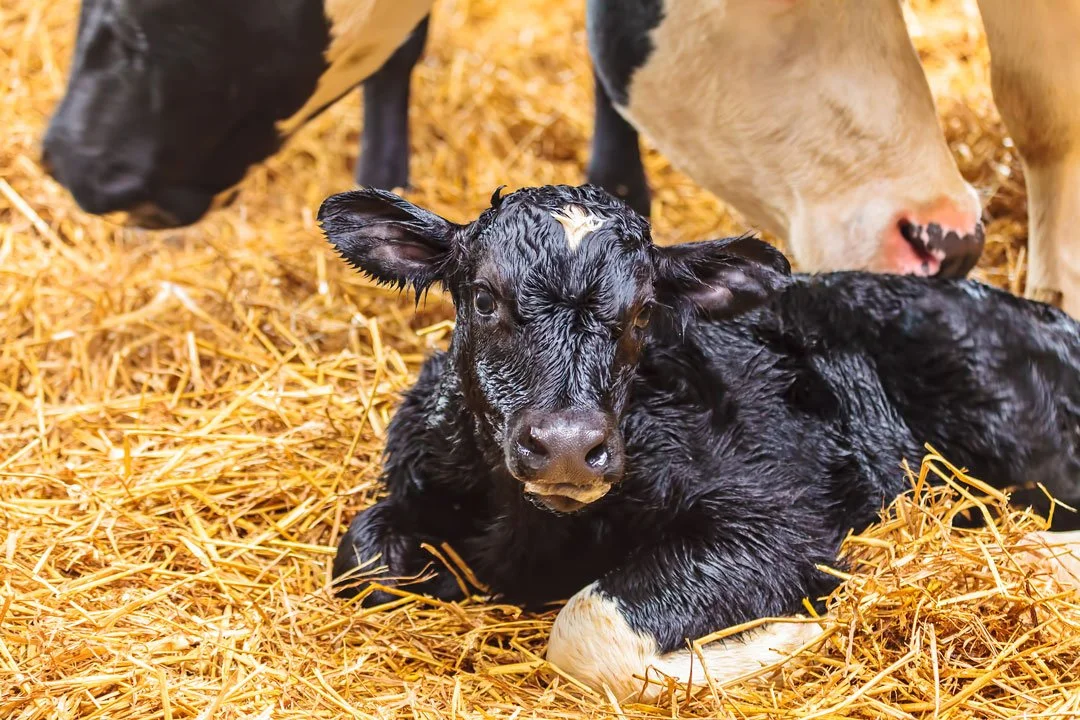 Cryptosporidiosis in Calves