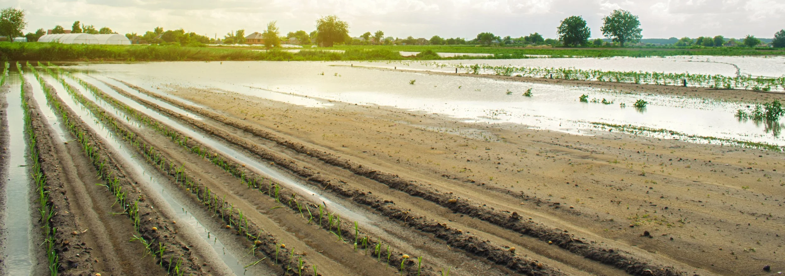 Cultivating Resilience: Why Soil Health is Your Farm’s Best Financial Asset