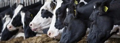 Buffering Agents in Dairy Nutrition: Managing SARA in High-Yielding cows