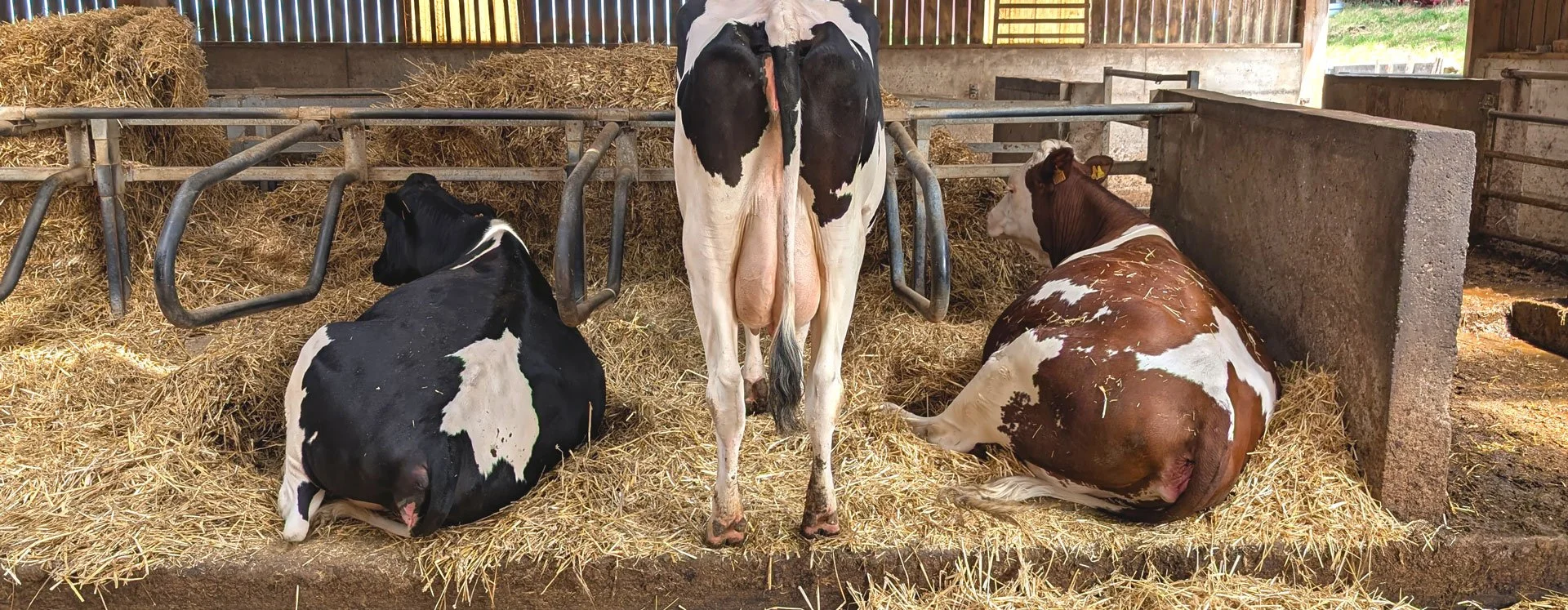 5 Surprising Takeaways: How Volcanic Bedding is Revolutionising Dairy Hygiene and Soil Health