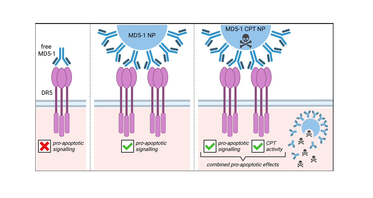 Publication Update – DR5 Targeted Nanoparticle Therapy for Cancer