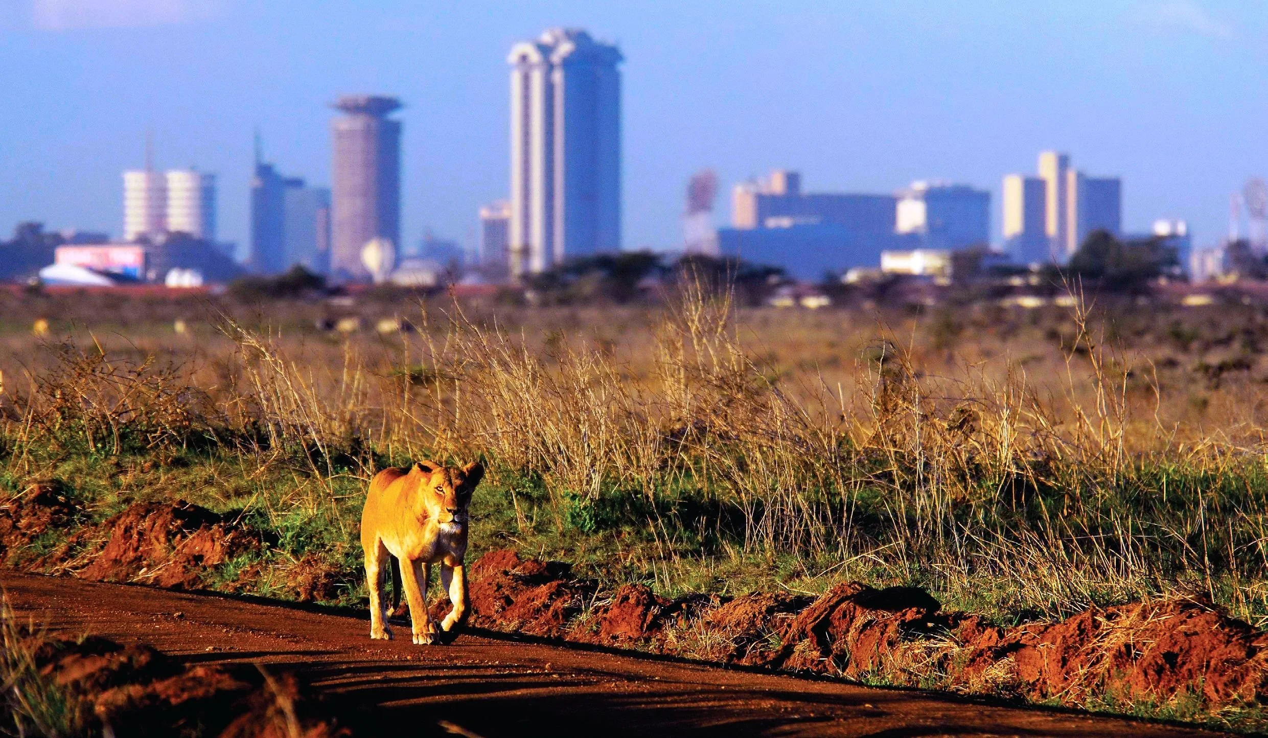 A lioness walking along a dirt path with a city skyline in the background.