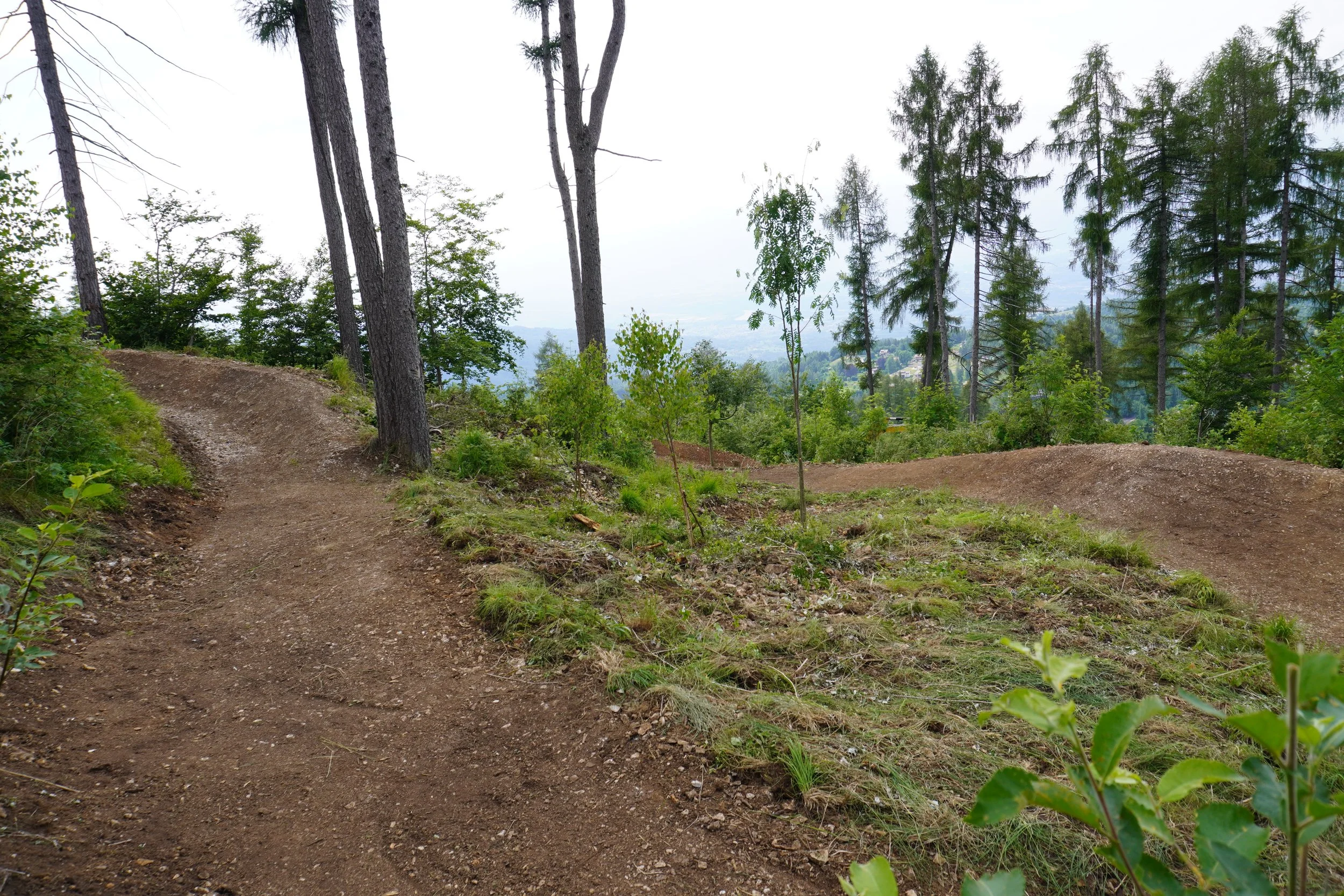 Sentiero sterrato che attraversa una zona boschiva con alberi alti e verdi, su una collina con vista sulla valle e sulla città in lontananza.
