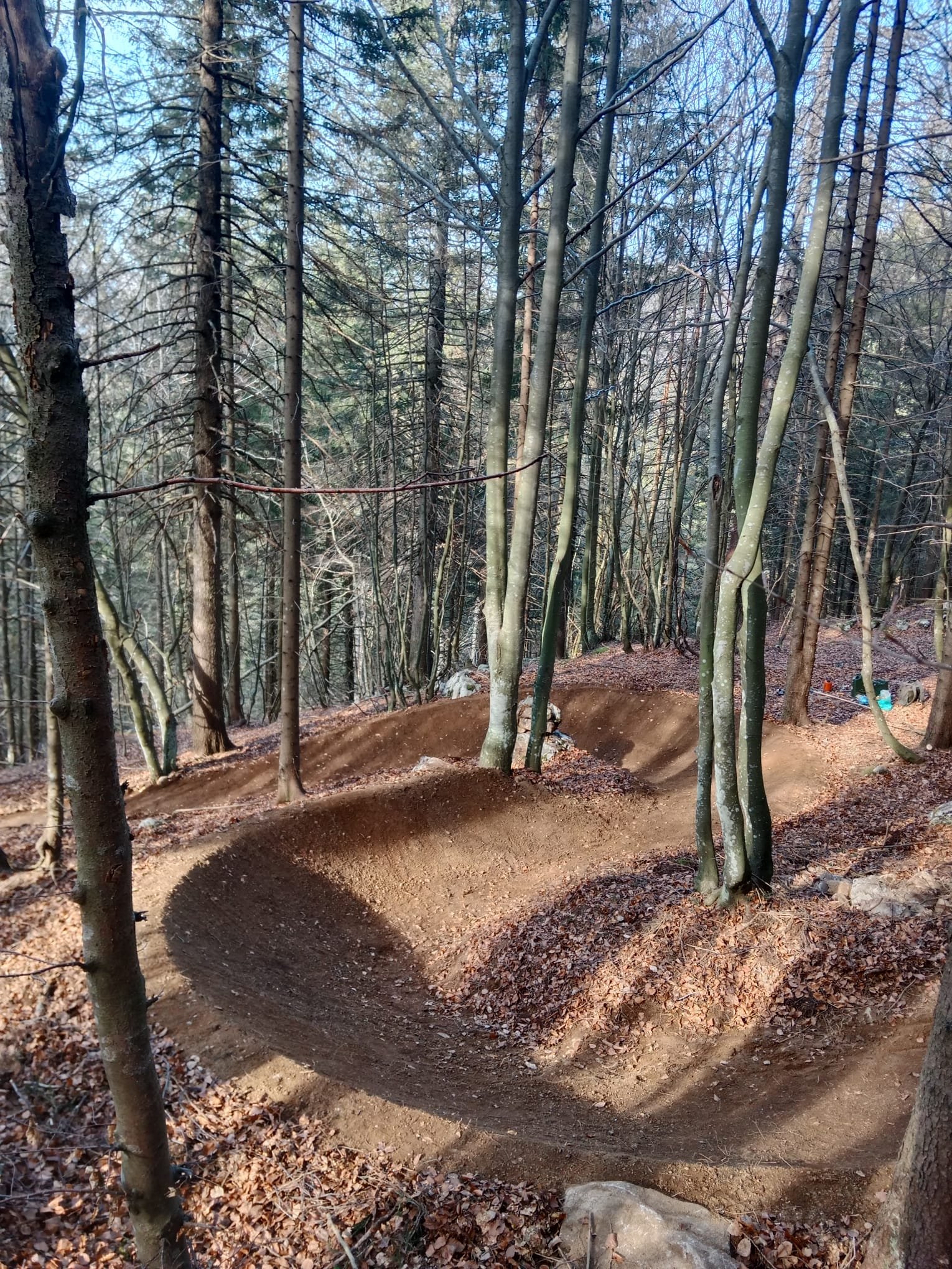Sentiero da mountain biking attraverso un bosco di alberi spogli, con salti in terra preparati lungo il percorso.