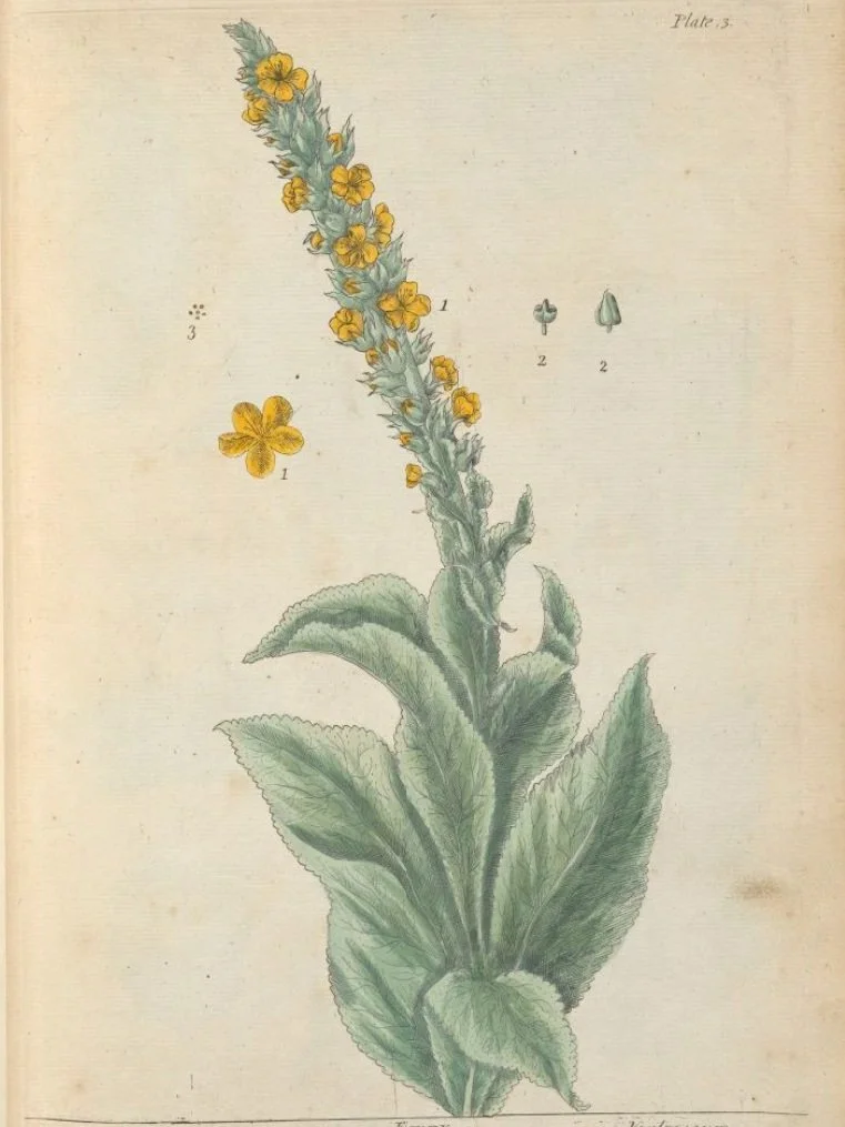 9.Mullein.jpg