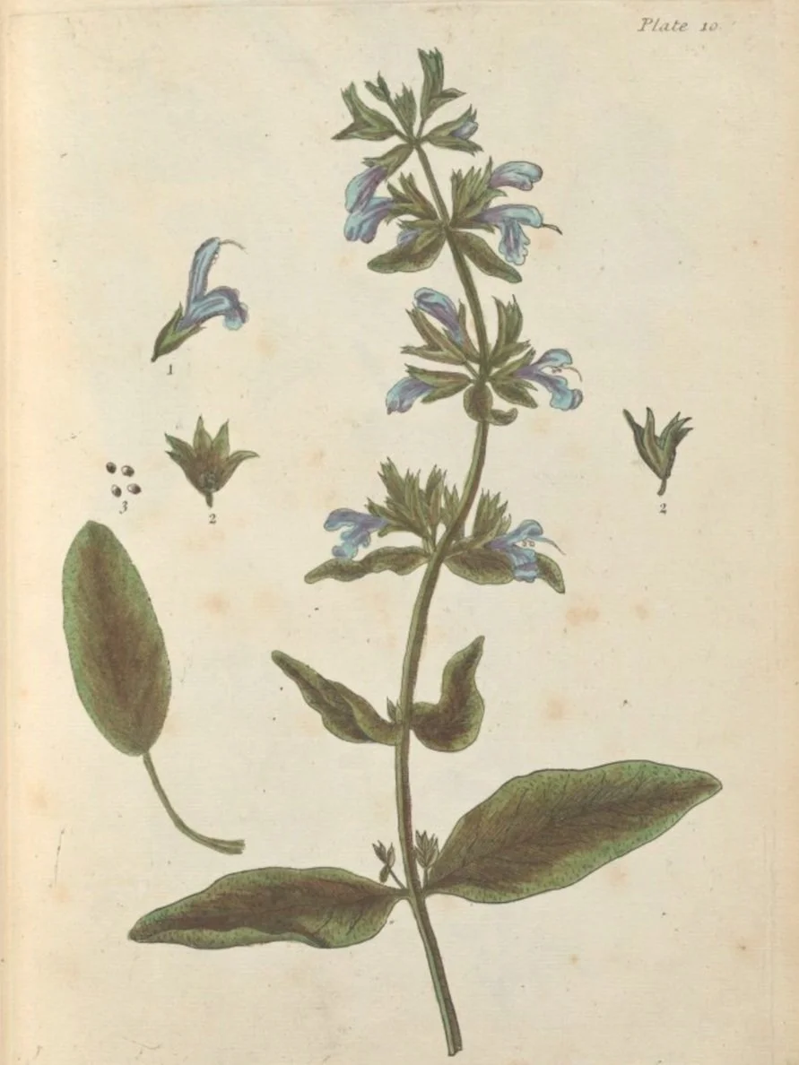10.Sage.jpg