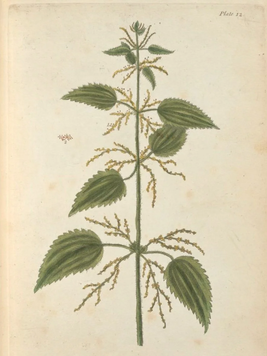 12.StingingNettle.jpg