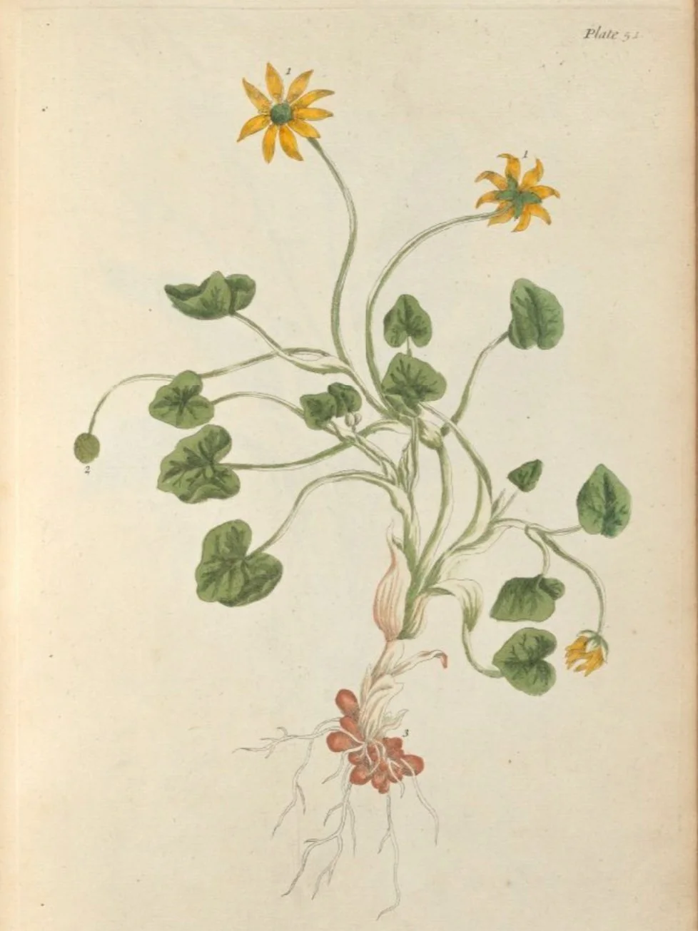 51.Pilewort.jpg