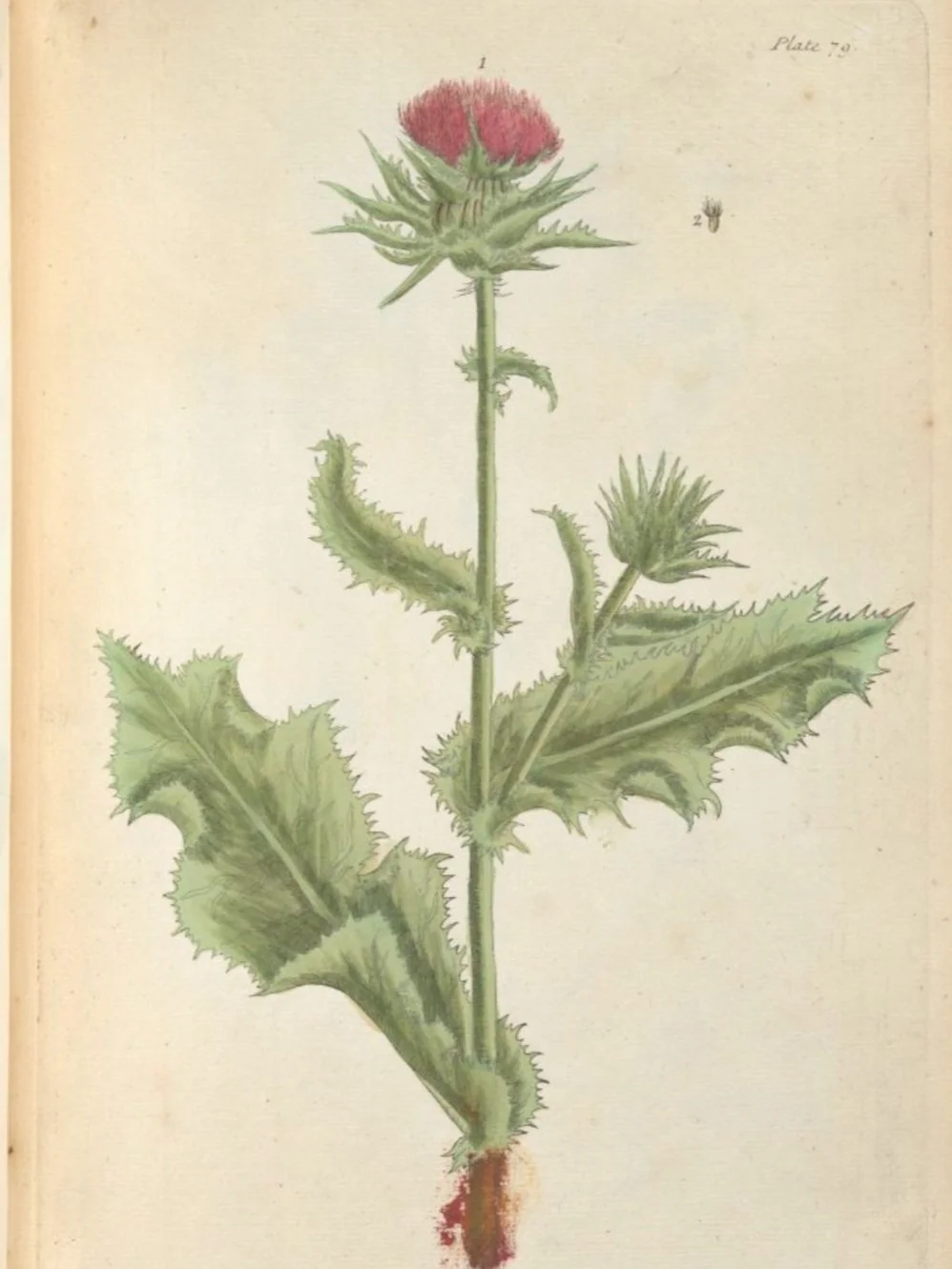 79.LadiesThistle.jpg