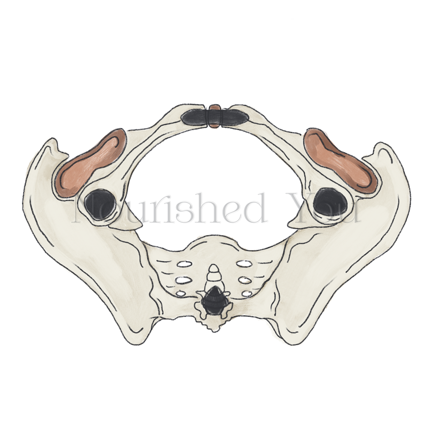 Illustration of a human pelvic bone with the word "Unished" overlaid in the center.
