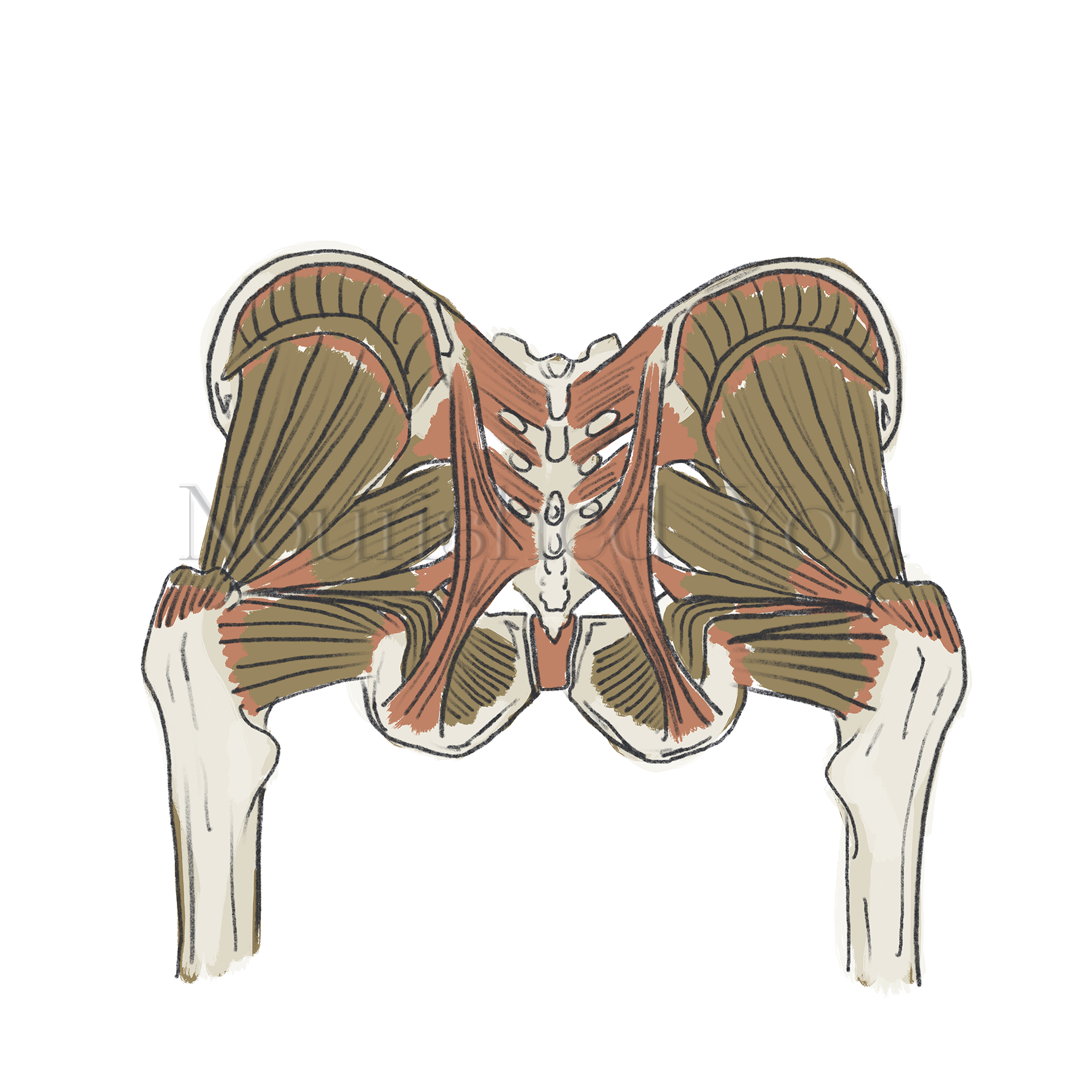 Illustration of the muscular system of the human back showing muscles, bones, and tendons from the posterior view.