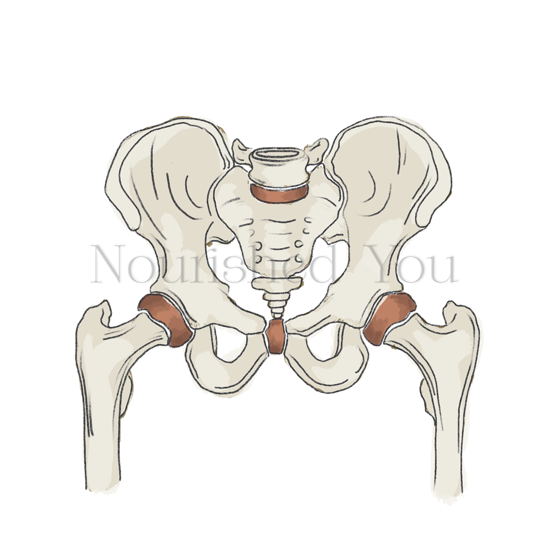 Illustration of a human pelvic skeleton viewed from above, showing the pelvis, sacrum, coccyx, and proximal femur bones.