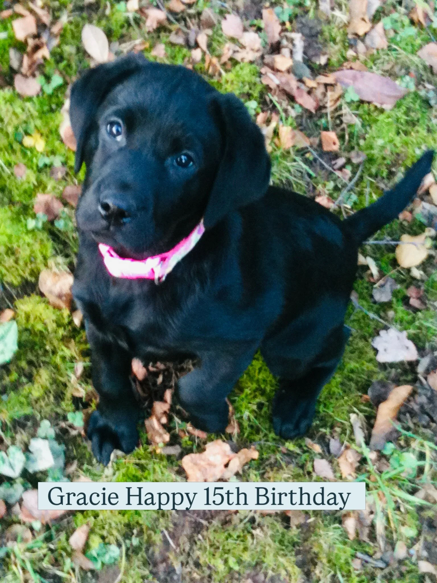 Mostly this page is Pilates &hellip;. Not today .

Gracie Happy 15th Birthday .
You are my absolute world  my softest hearted dog - she is the kindest , most gentle dog I have ever had the privilege to have since pup .
Gracie was a gift from my in la