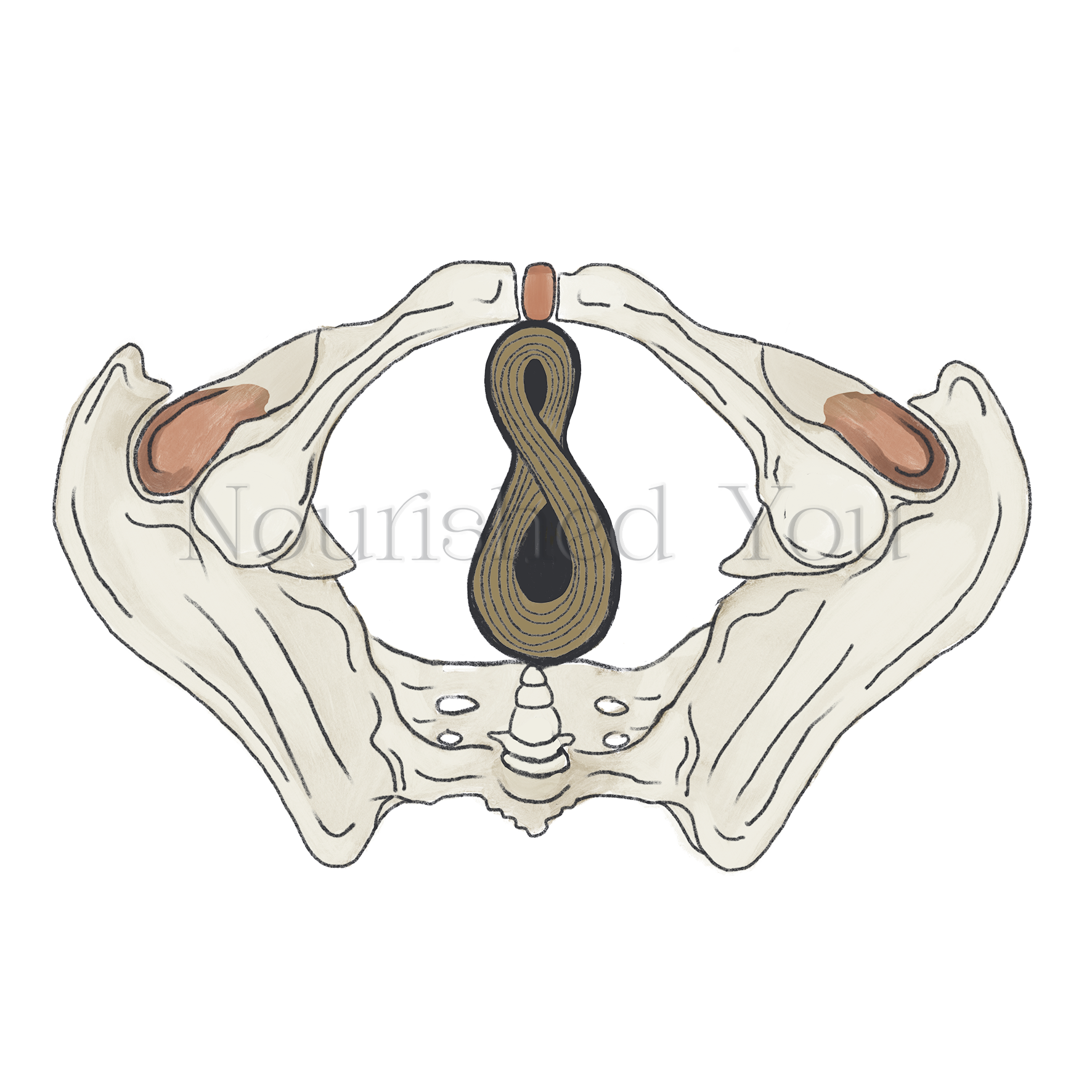 An illustration of a human pelvis viewed from above with a focus on the sacrum, coccyx, and iliac bones, featuring handwritten labels and color highlights.