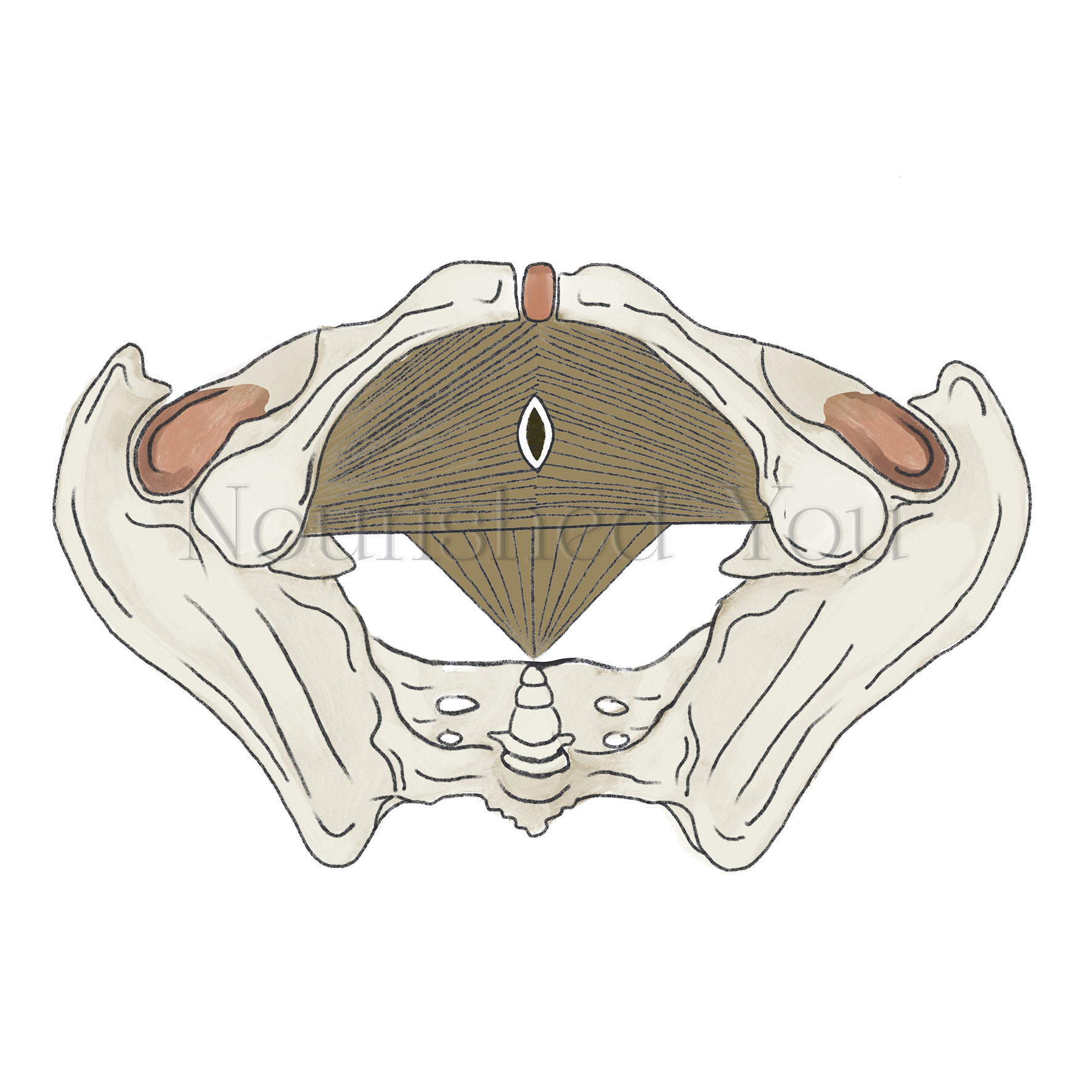 An anatomical illustration of the human pelvis in a top-down view, showing bones and muscles.