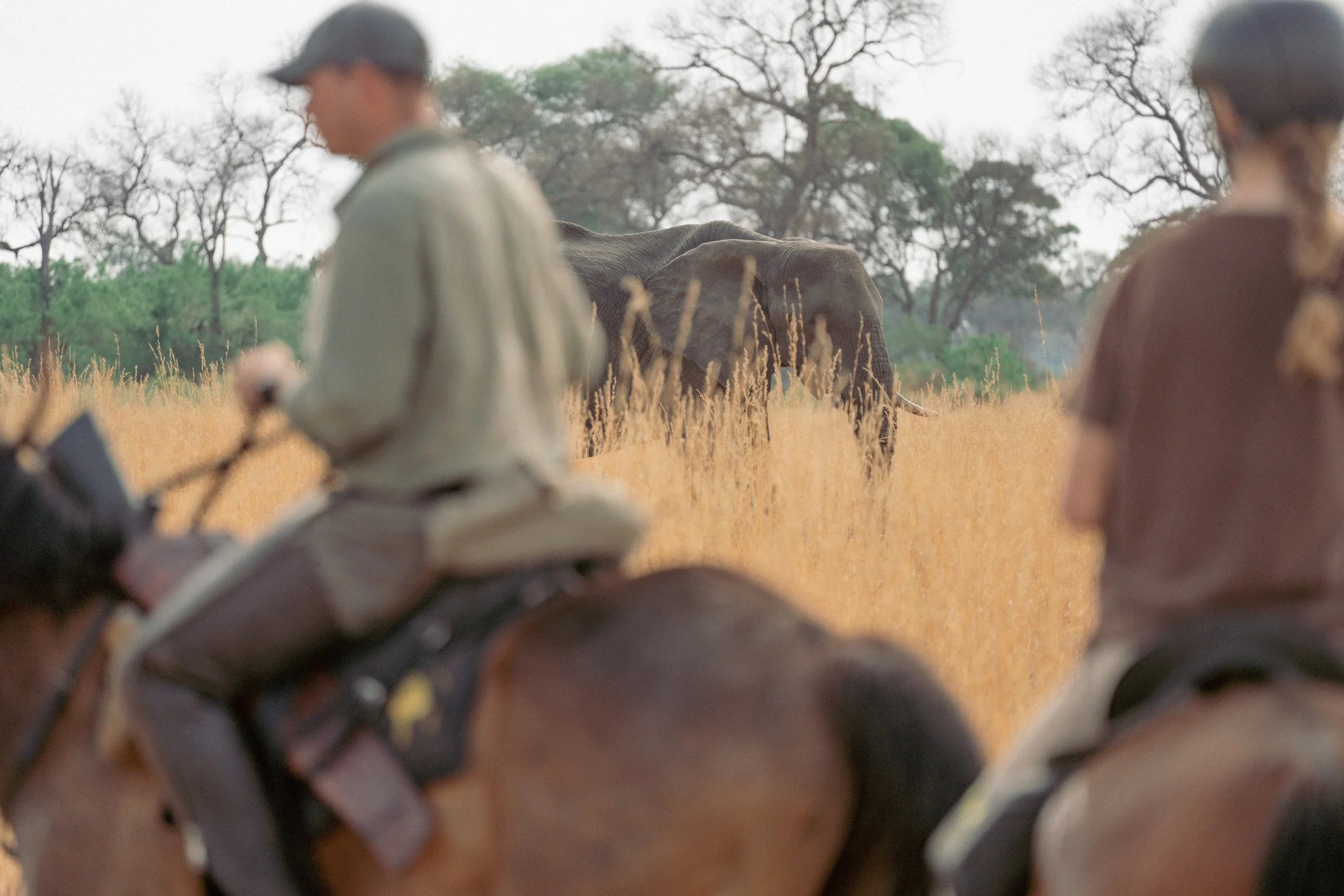 Blurred foreground of two people sitting outdoors, with a large elephant in the background among trees in a natural setting.