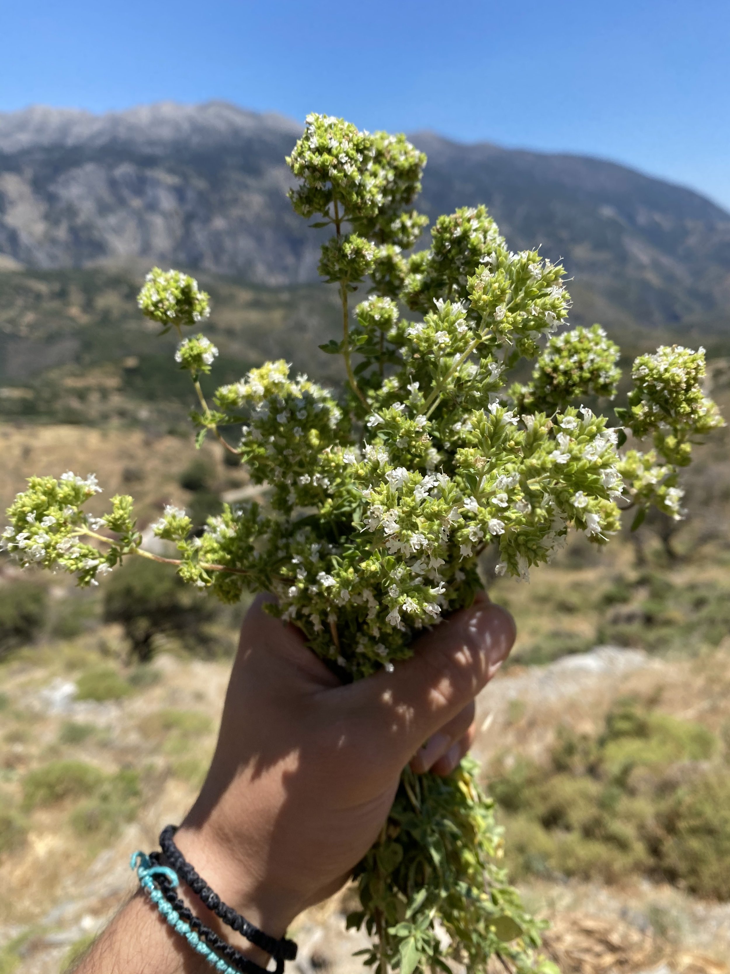 Pure Greek Oregano