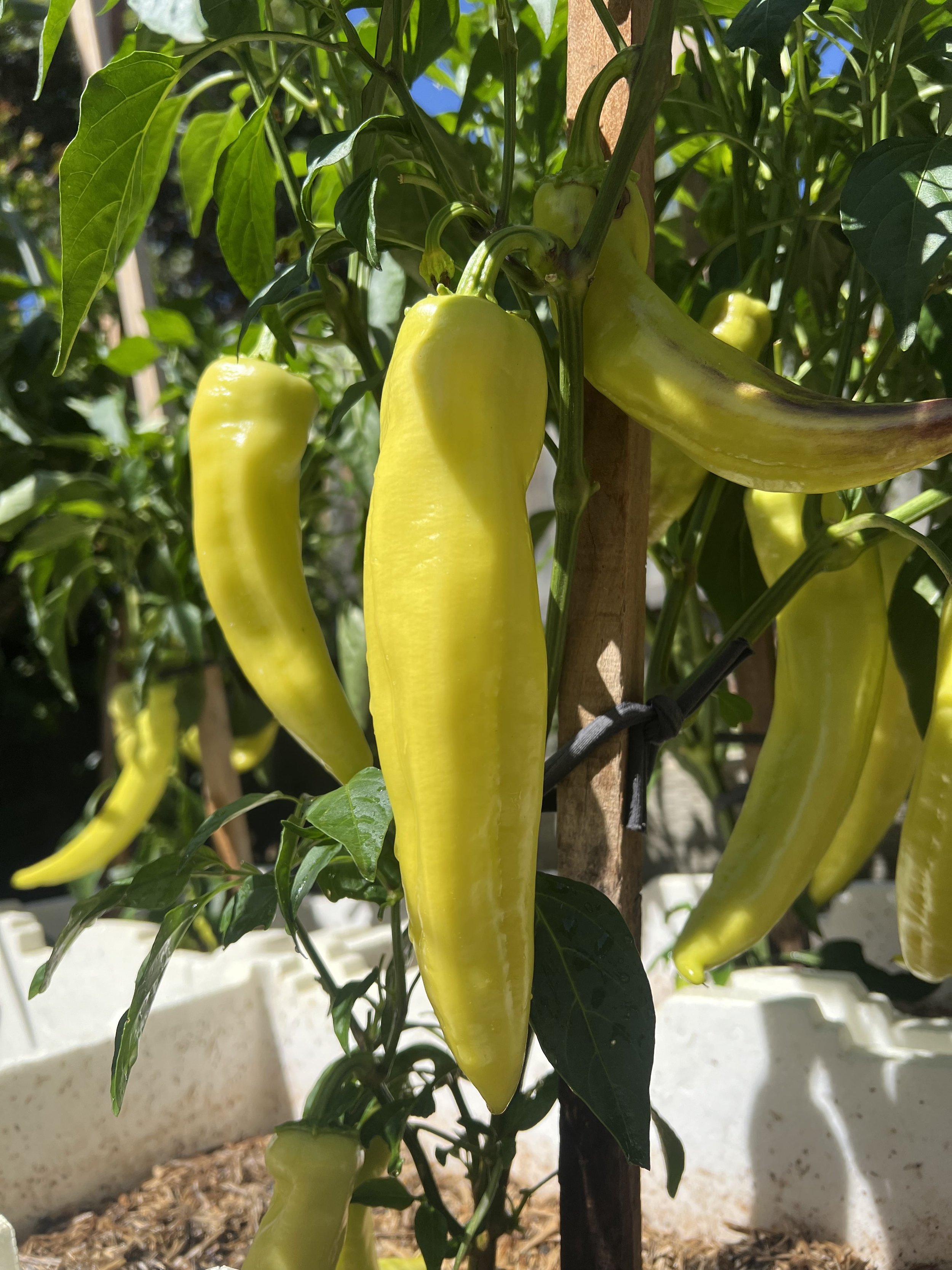 Green Macedonian Pepper