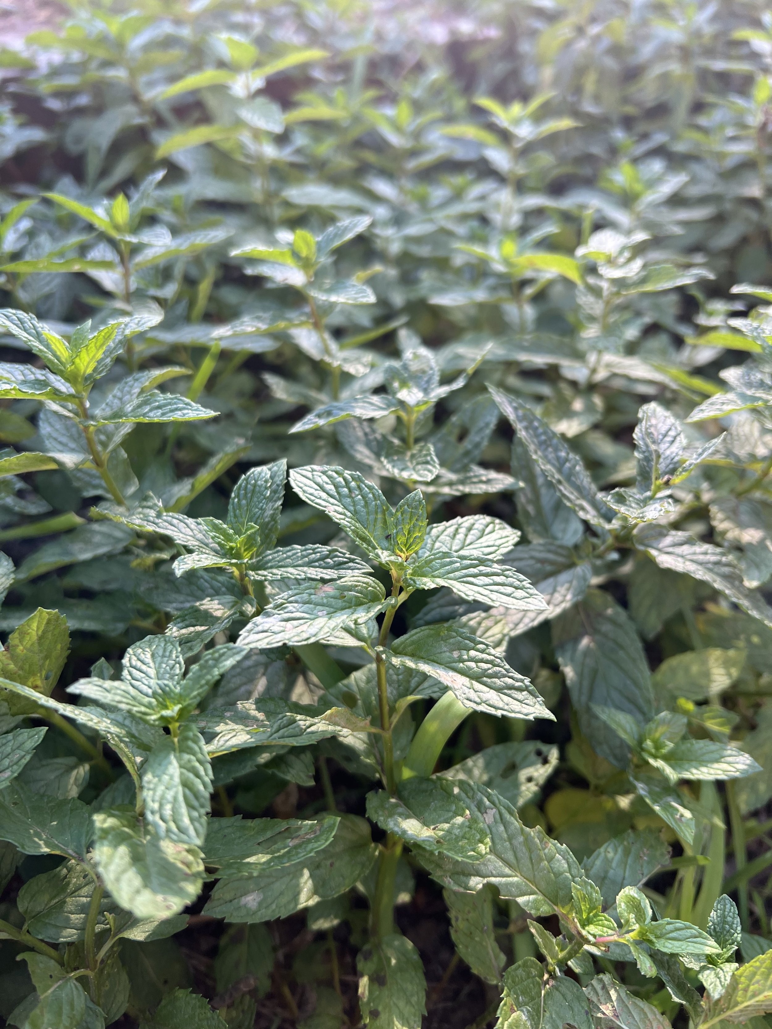 Greek Spearmint