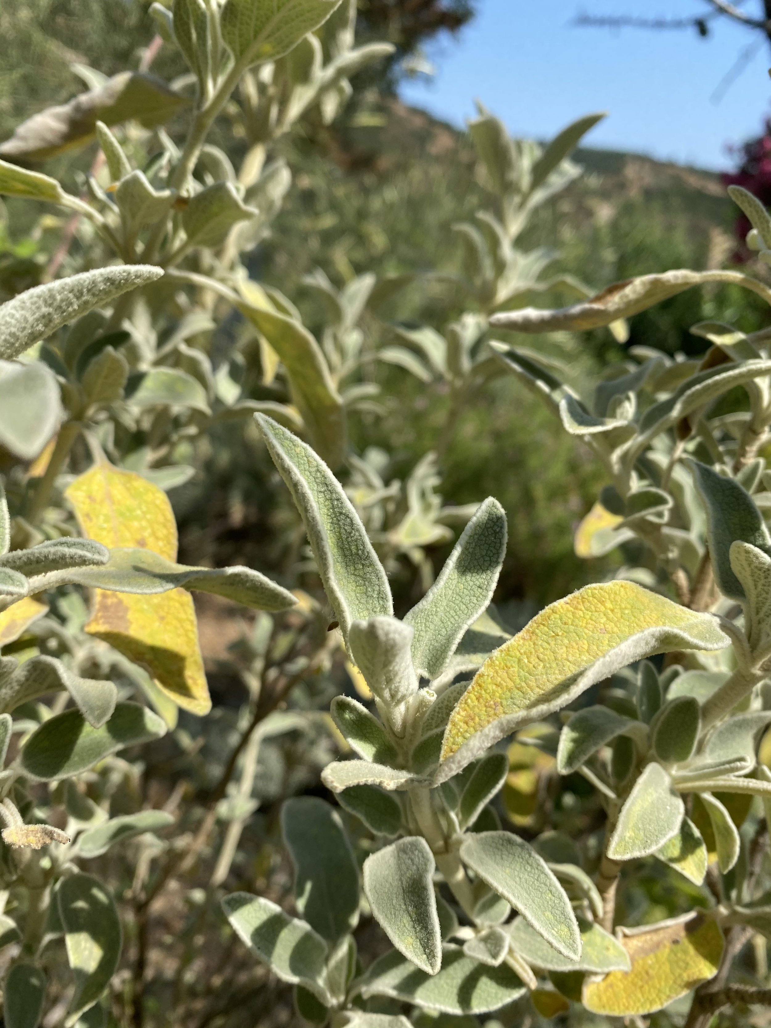 Jerusalem Sage
