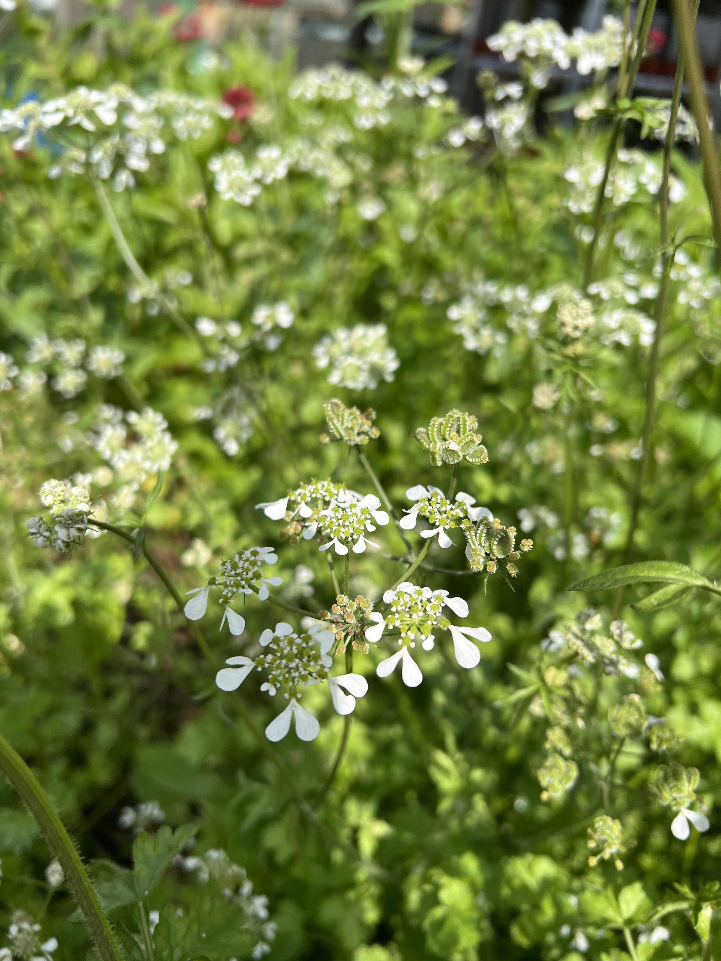 Mediterranean Hartwort 'Kaukalithra'