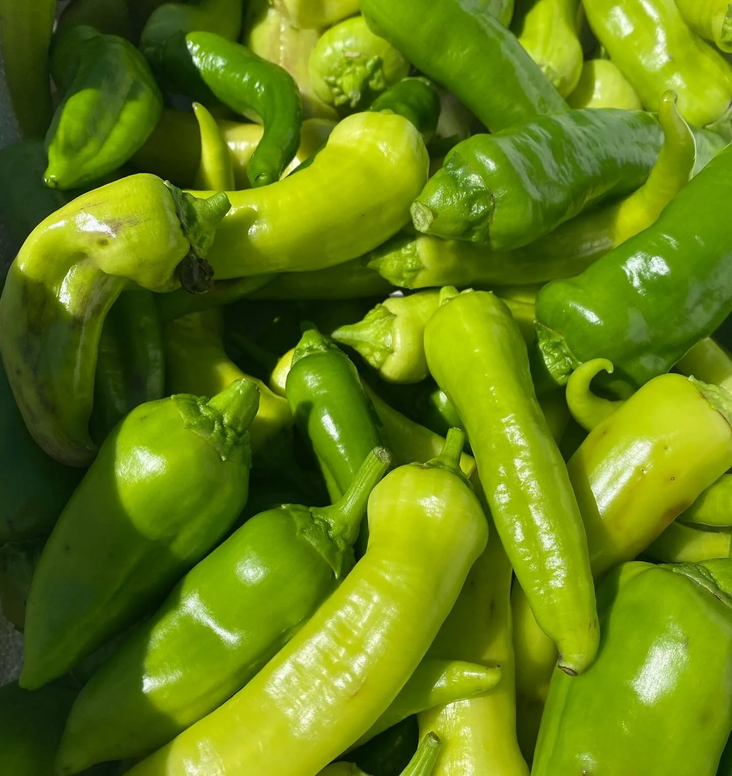 There&rsquo;s something so nostalgic for me about growing peppers at home 😍

Growing up they were a staple in every family members home in Summer! 🌱

Whether you are throwing them fresh into salads, frying them, roasting them or just a snack straig