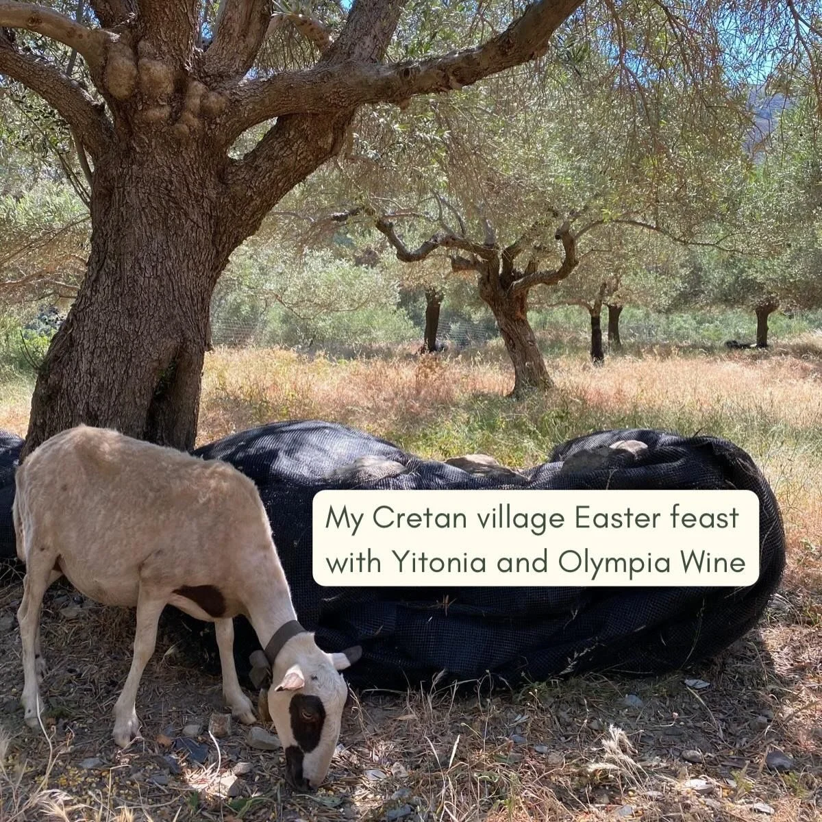 EASTER IN THE VILLAGE 🐑

If you haven&rsquo;t heard already Im teaming up with @yitonia_ and @olympia.wine for a Cretan Easter feast on Saturday the 18th of April! 🏺

An authentic long lunch bringing you a real garden-to-table experience with my se