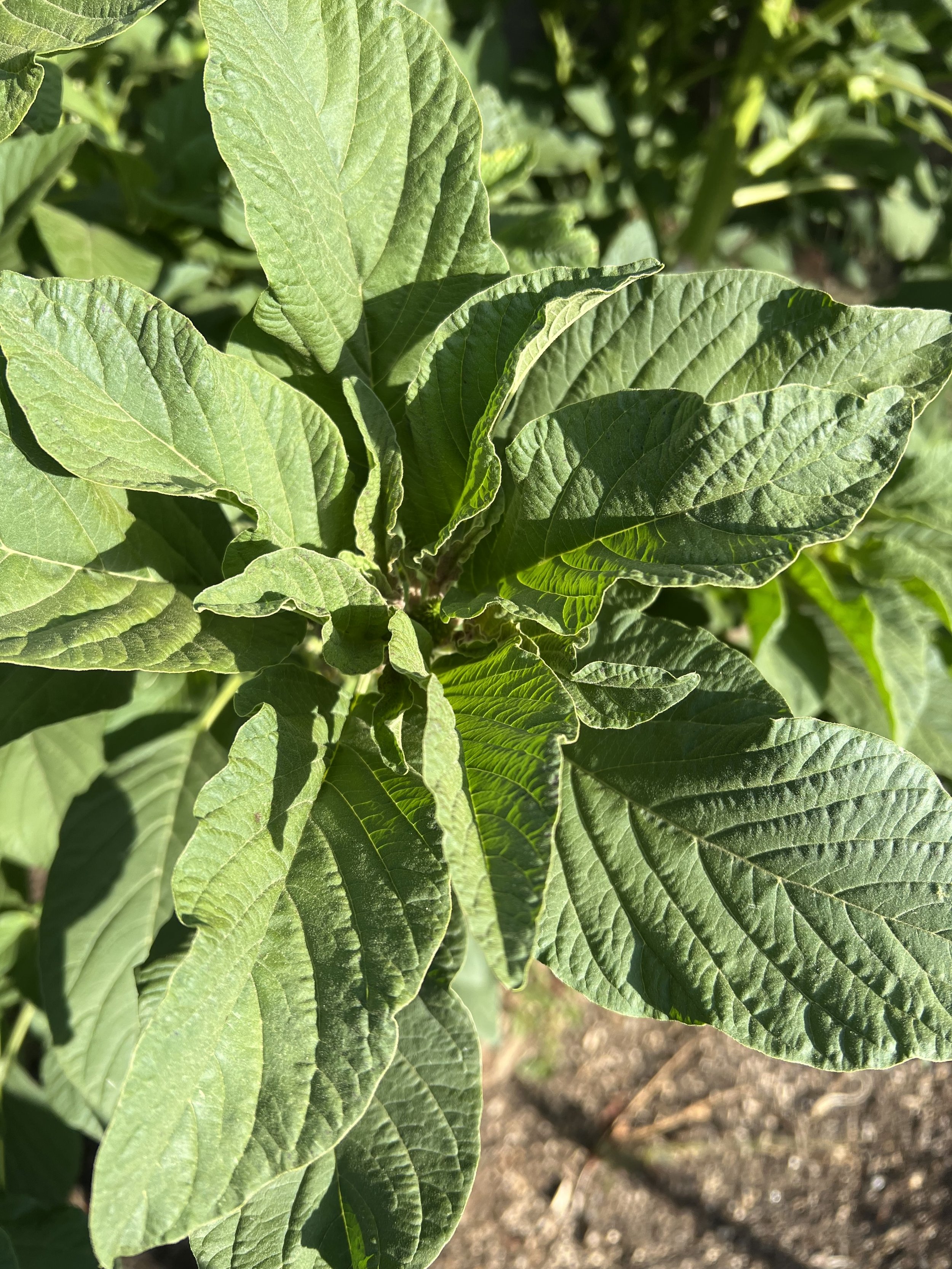 Wild Greek Amaranth (Vlita)