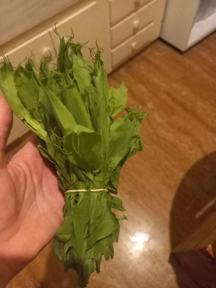 Cyprus Vetch | Wild Mediterranean Leafy Green Rich in Nutrients and ...