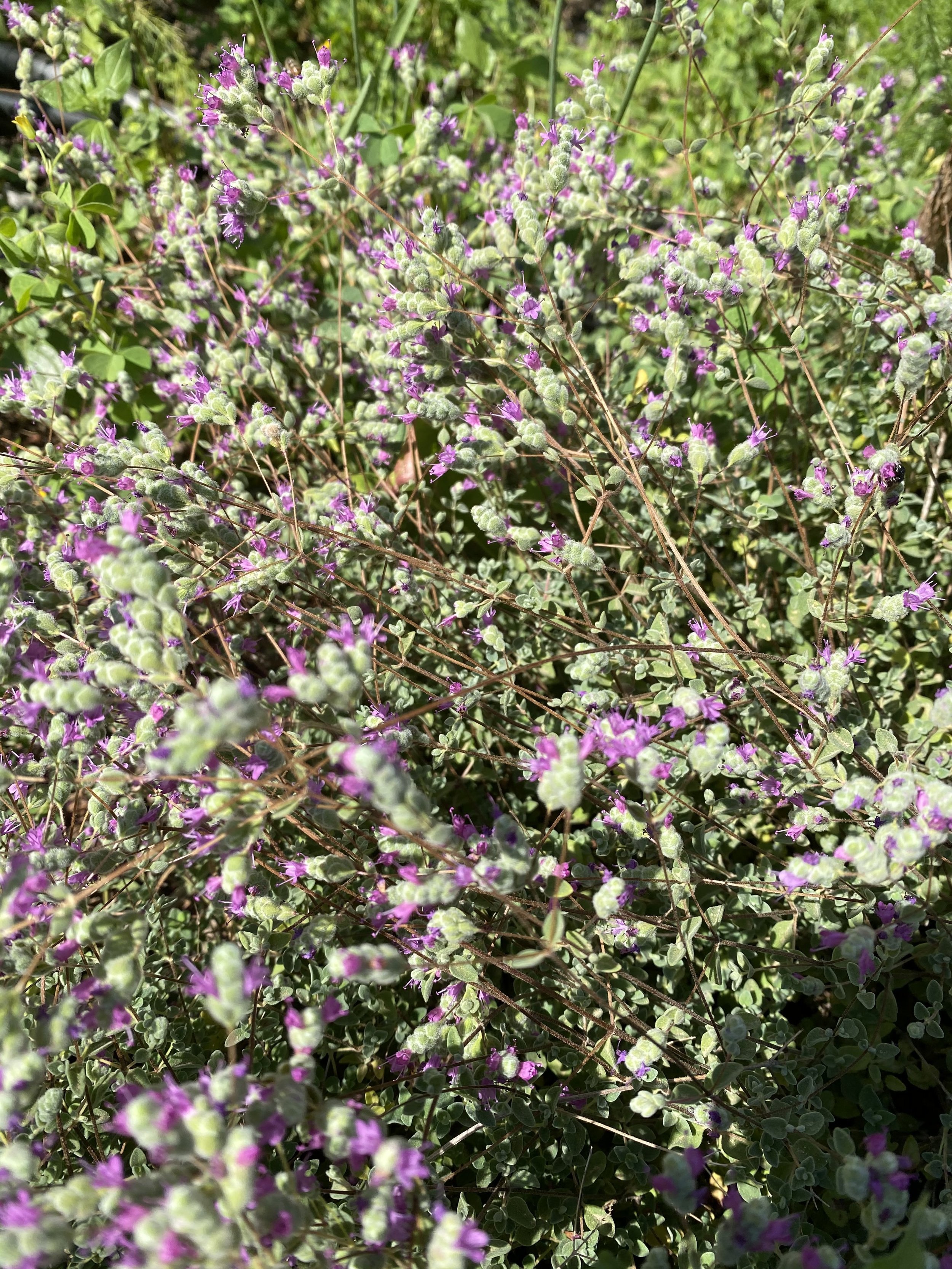 Wild Cretan Marjoram